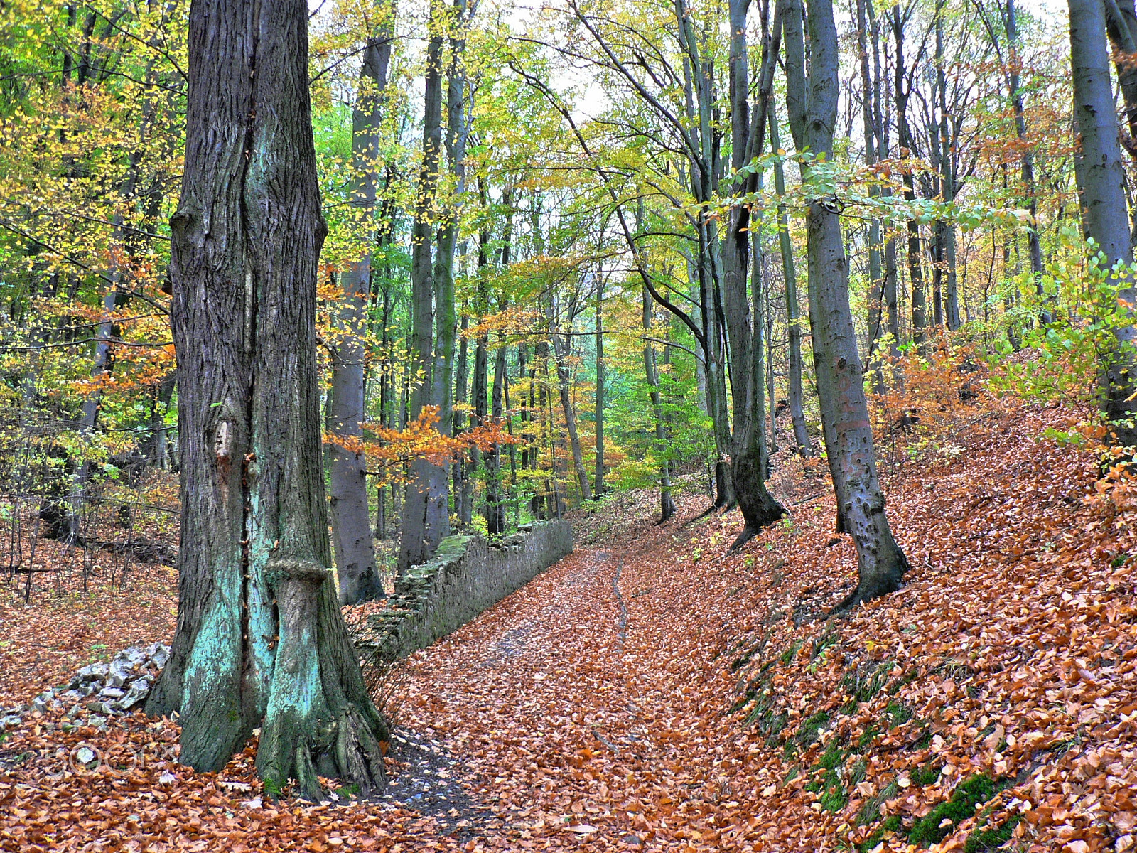 Panasonic DMC-FZ5 sample photo. Autumnal forest road photography