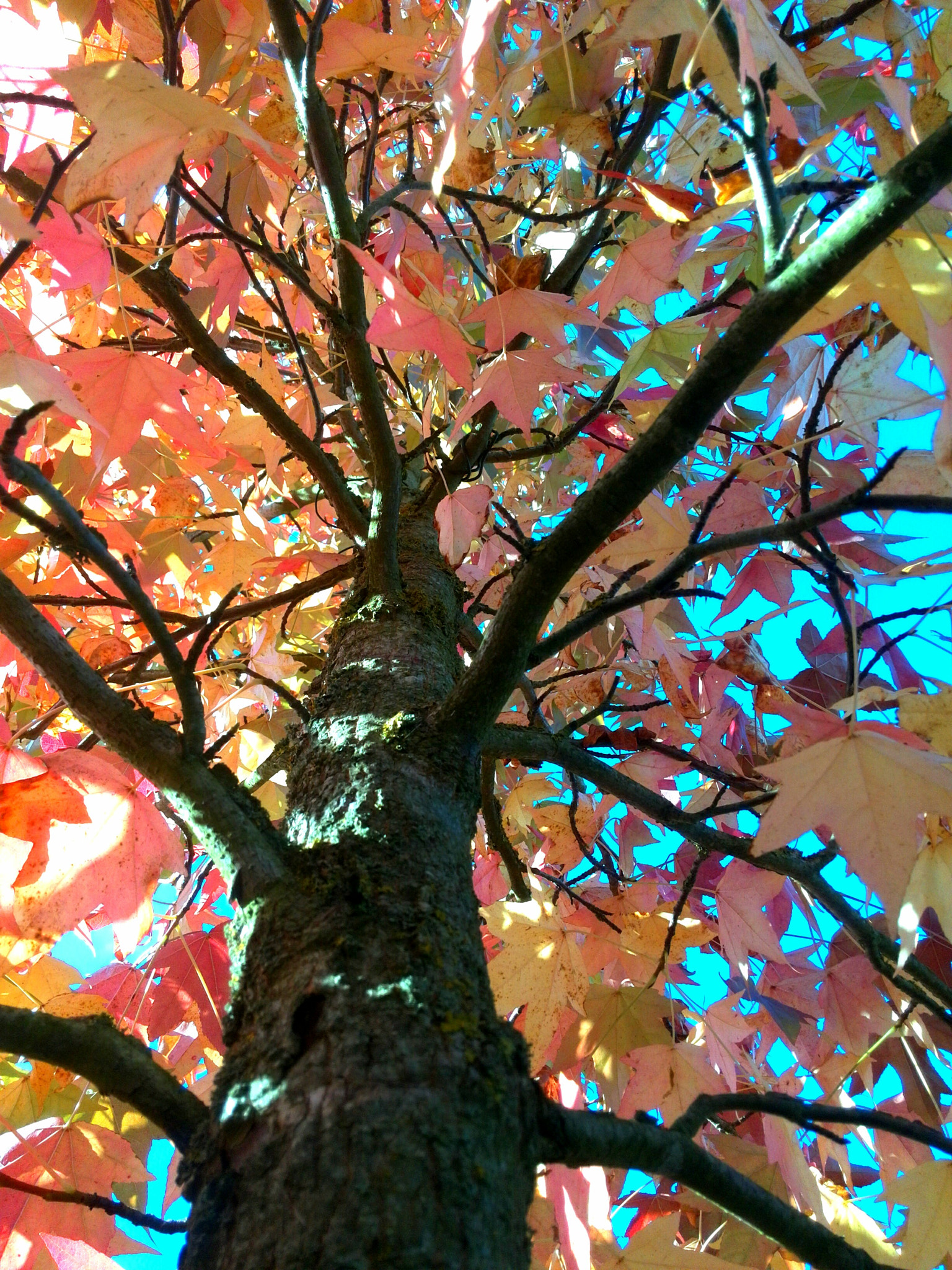 HUAWEI P6-U06 sample photo. Indian summer part 2 photography