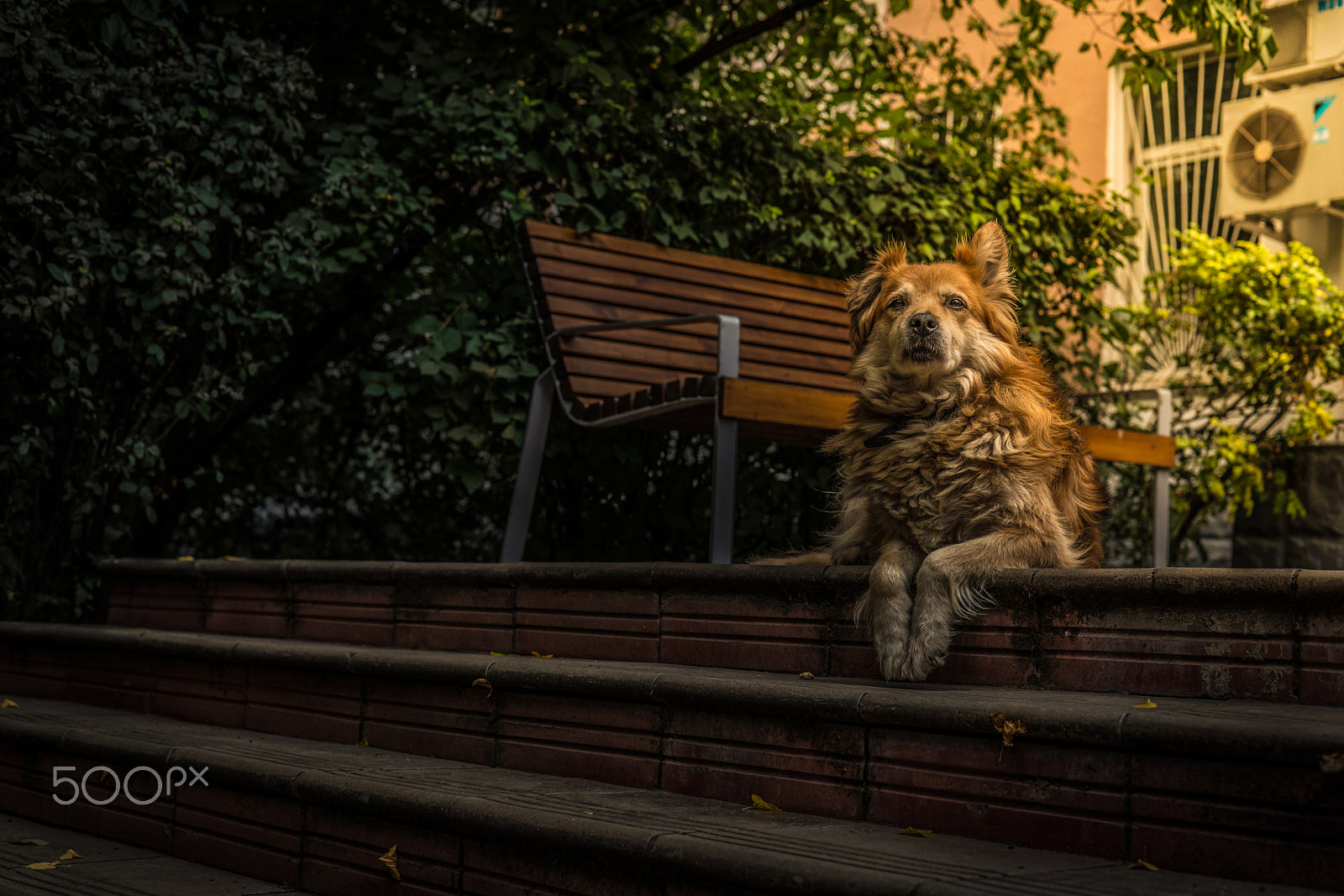 Sony a7R II + Sony 50mm F1.4 sample photo. Enjoying the sun photography