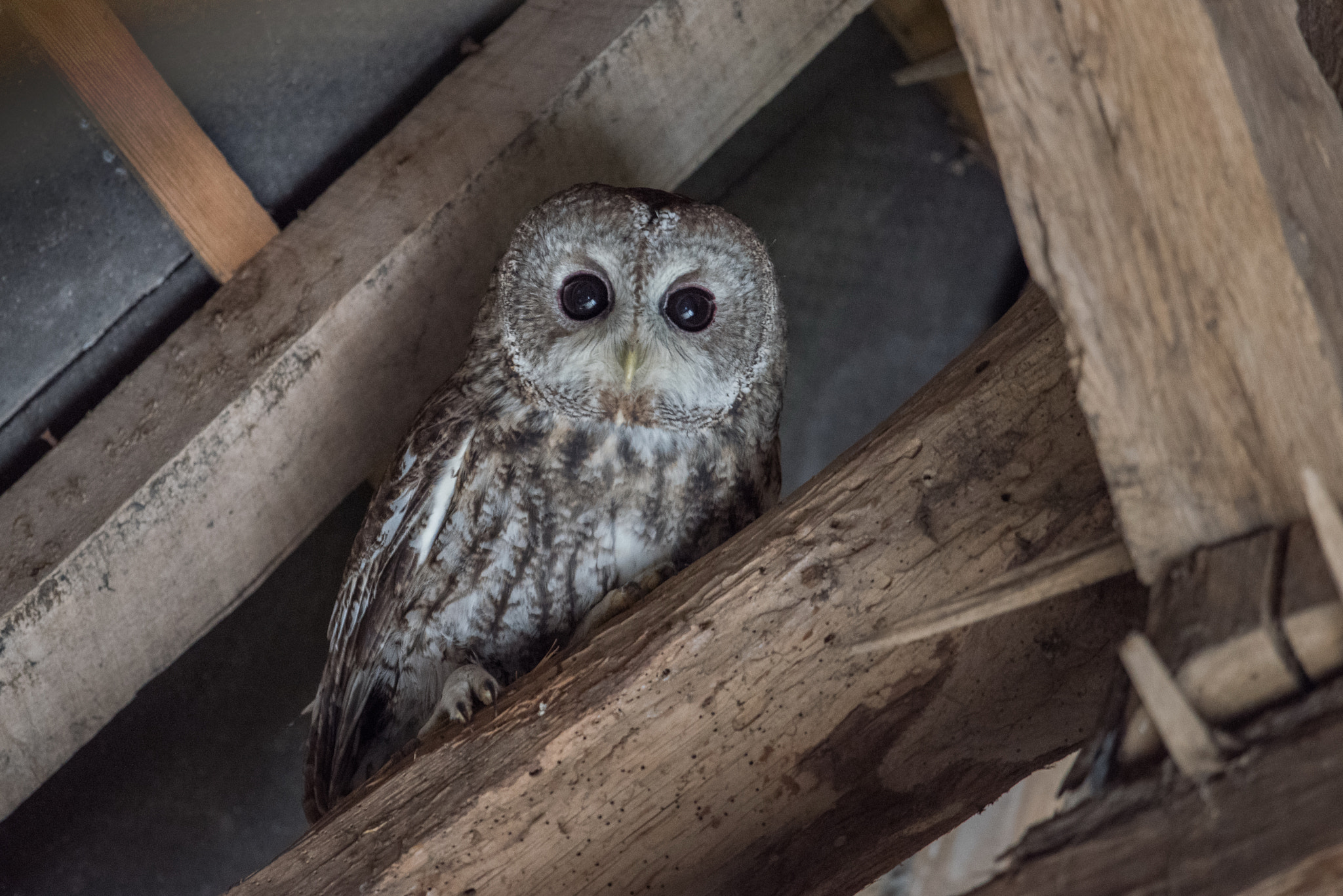 Nikon D810 + Nikon AF-S Nikkor 600mm F4G ED VR sample photo. Chouette hulotte photography