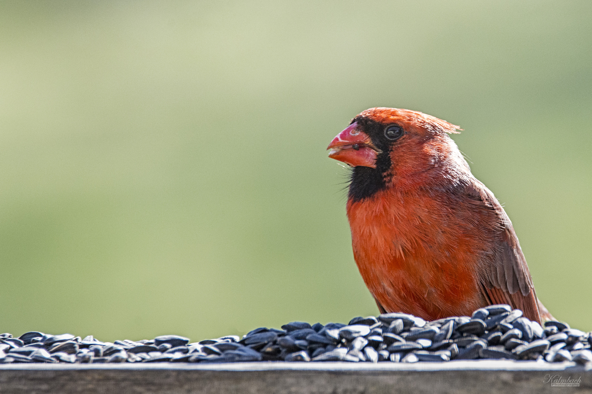 Nikon D800 sample photo. Cardinal photography