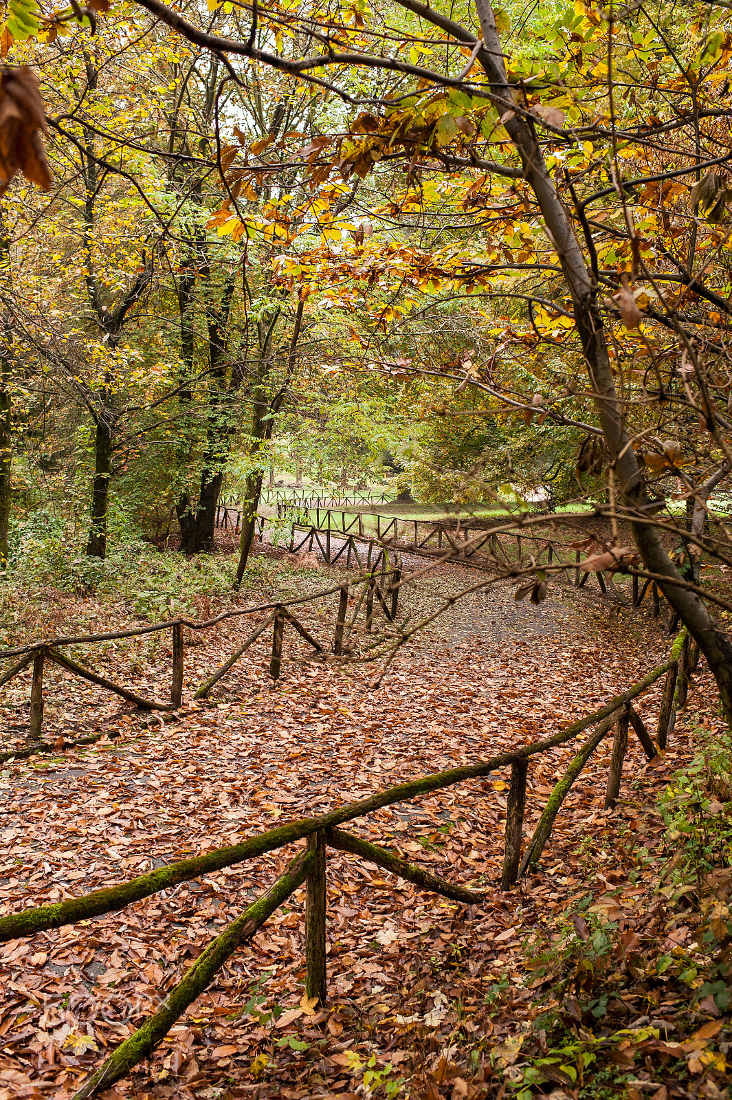 Nikon D700 + Nikon AF-S Nikkor 35mm F1.4G sample photo. Fall " series " photography