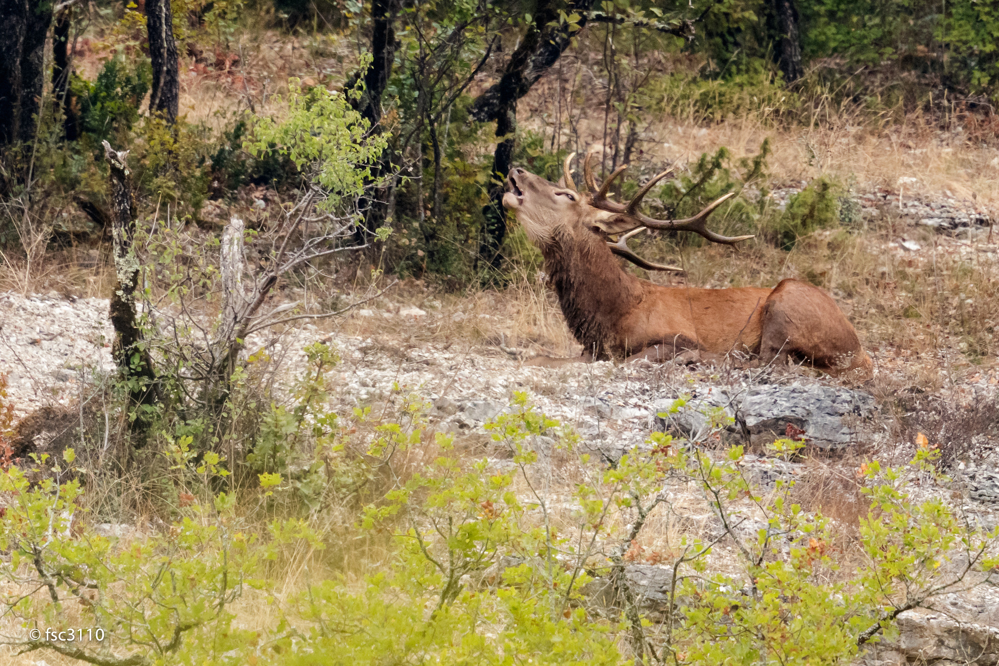 Canon EF 500mm F4L IS II USM sample photo. Red deer belling photography
