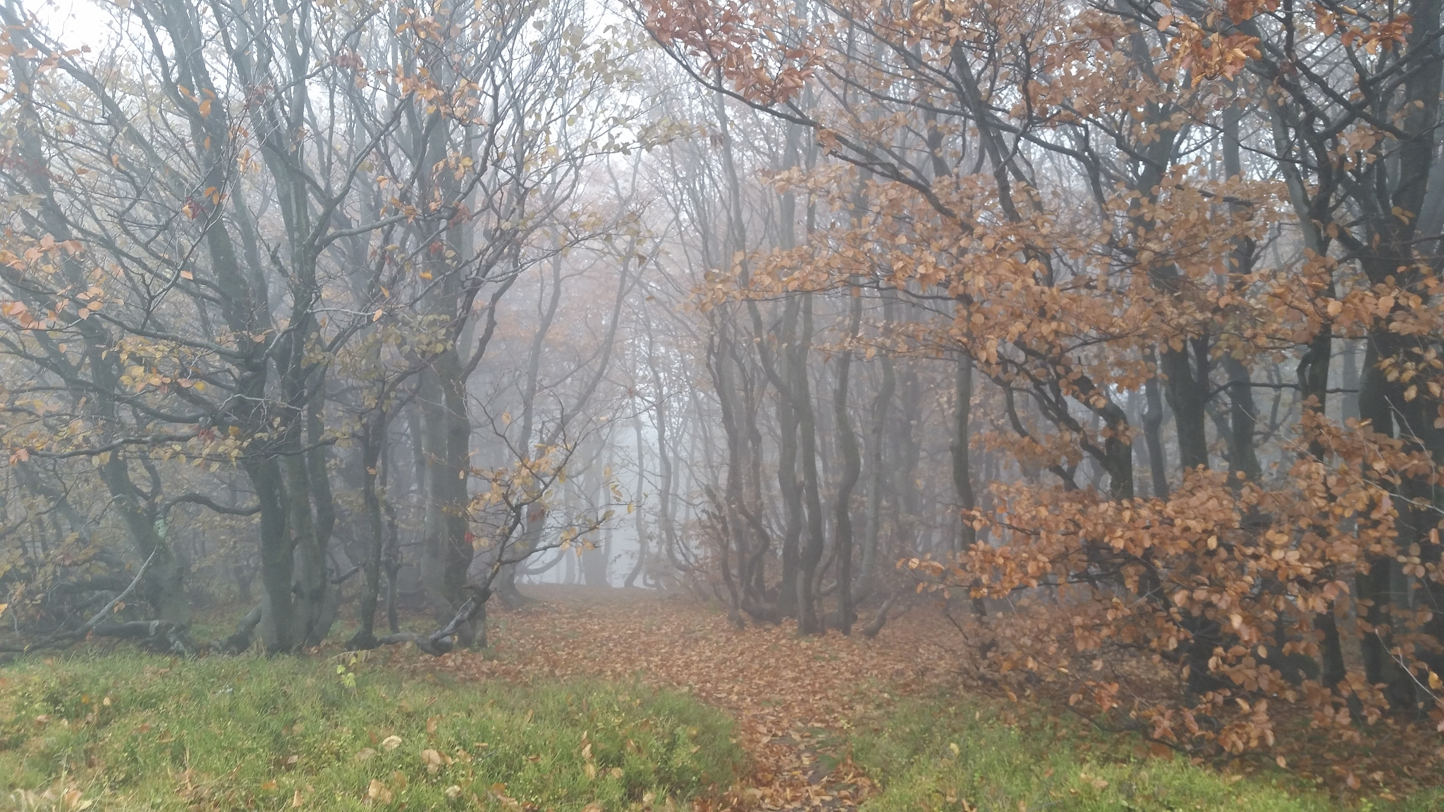Samsung Galaxy S5 Active sample photo. Foggy day  photography