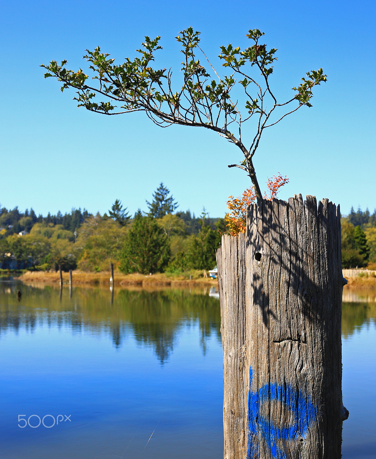 Canon EOS 700D (EOS Rebel T5i / EOS Kiss X7i) + Canon EF 17-40mm F4L USM sample photo. Wishkah river -aberdeen, washington photography