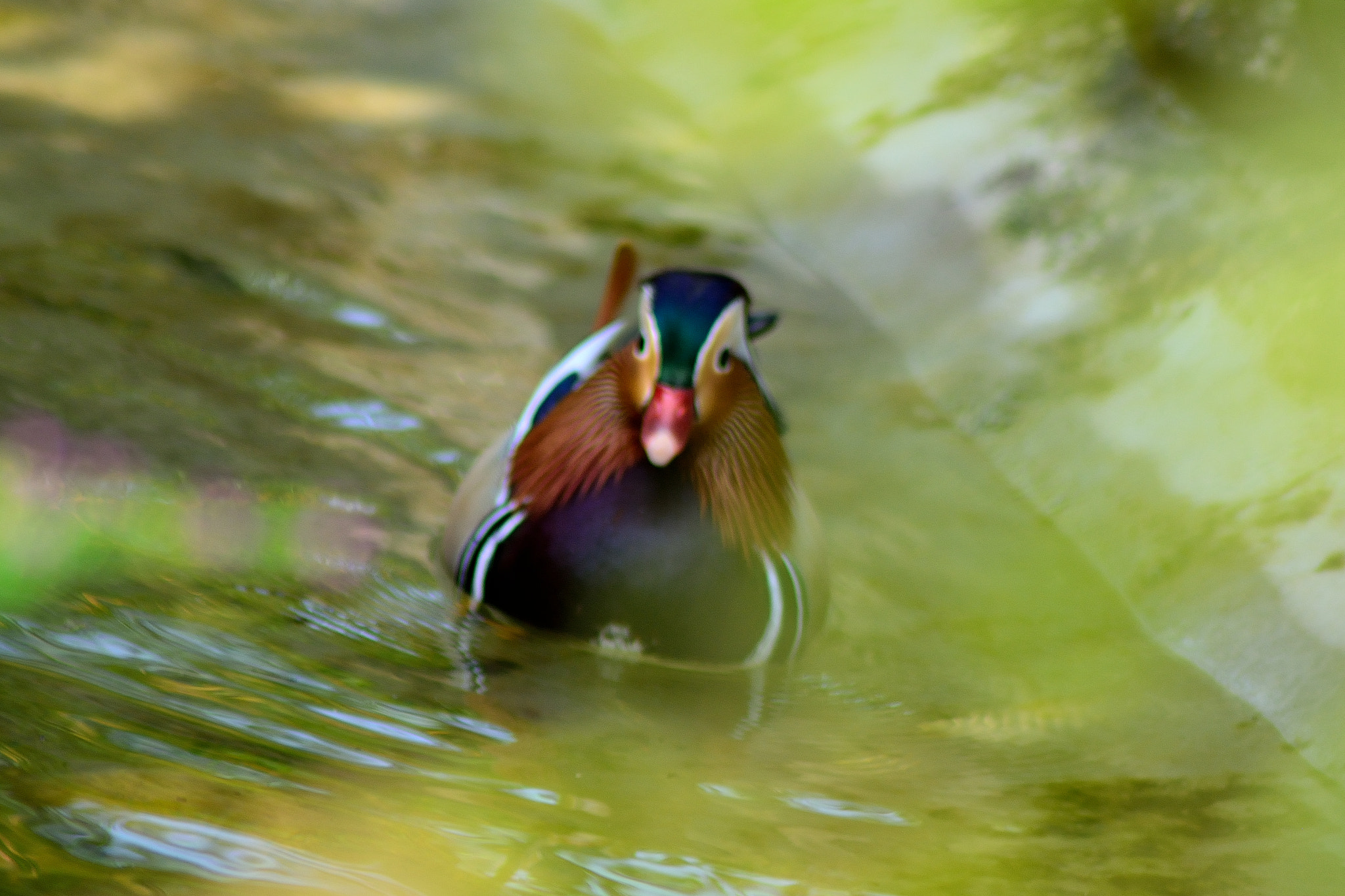 Nikon AF Nikkor 70-300mm F4-5.6G sample photo