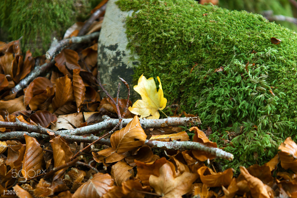 Sigma 70-200mm F2.8 EX DG OS HSM sample photo. Wimg photography