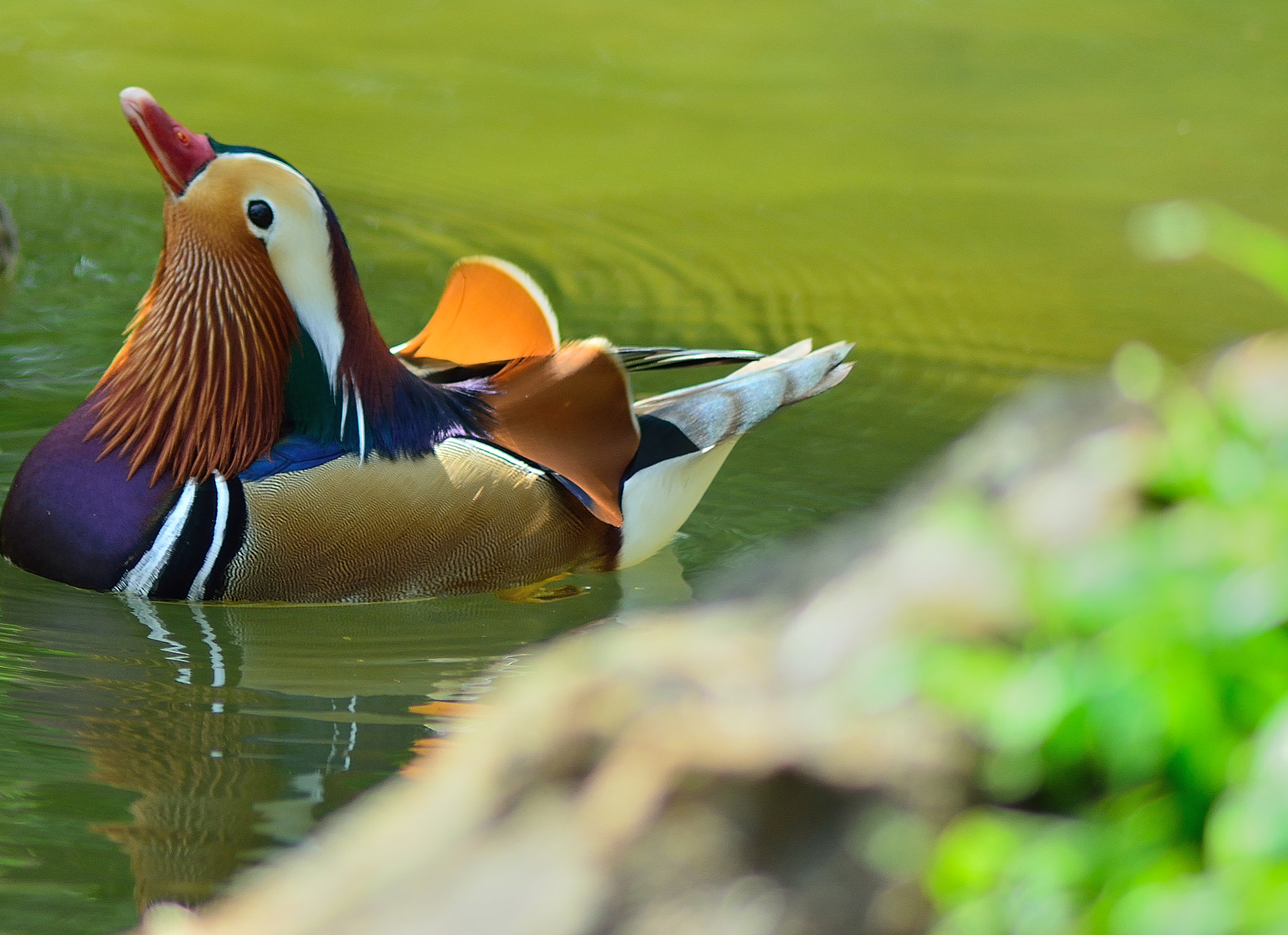 Nikon AF Nikkor 70-300mm F4-5.6G sample photo. Mandarin duck floating captured photography