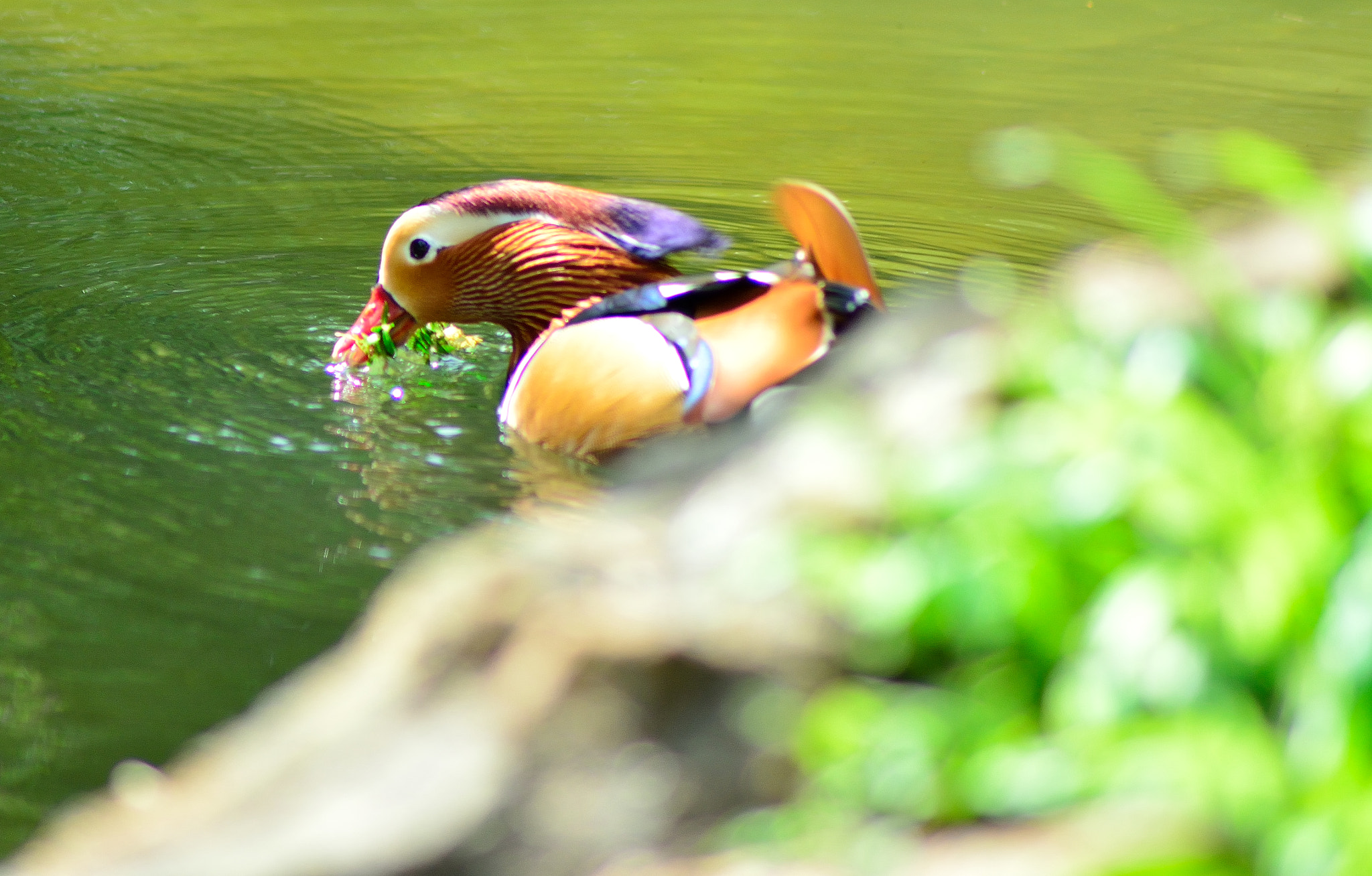 Nikon AF Nikkor 70-300mm F4-5.6G sample photo