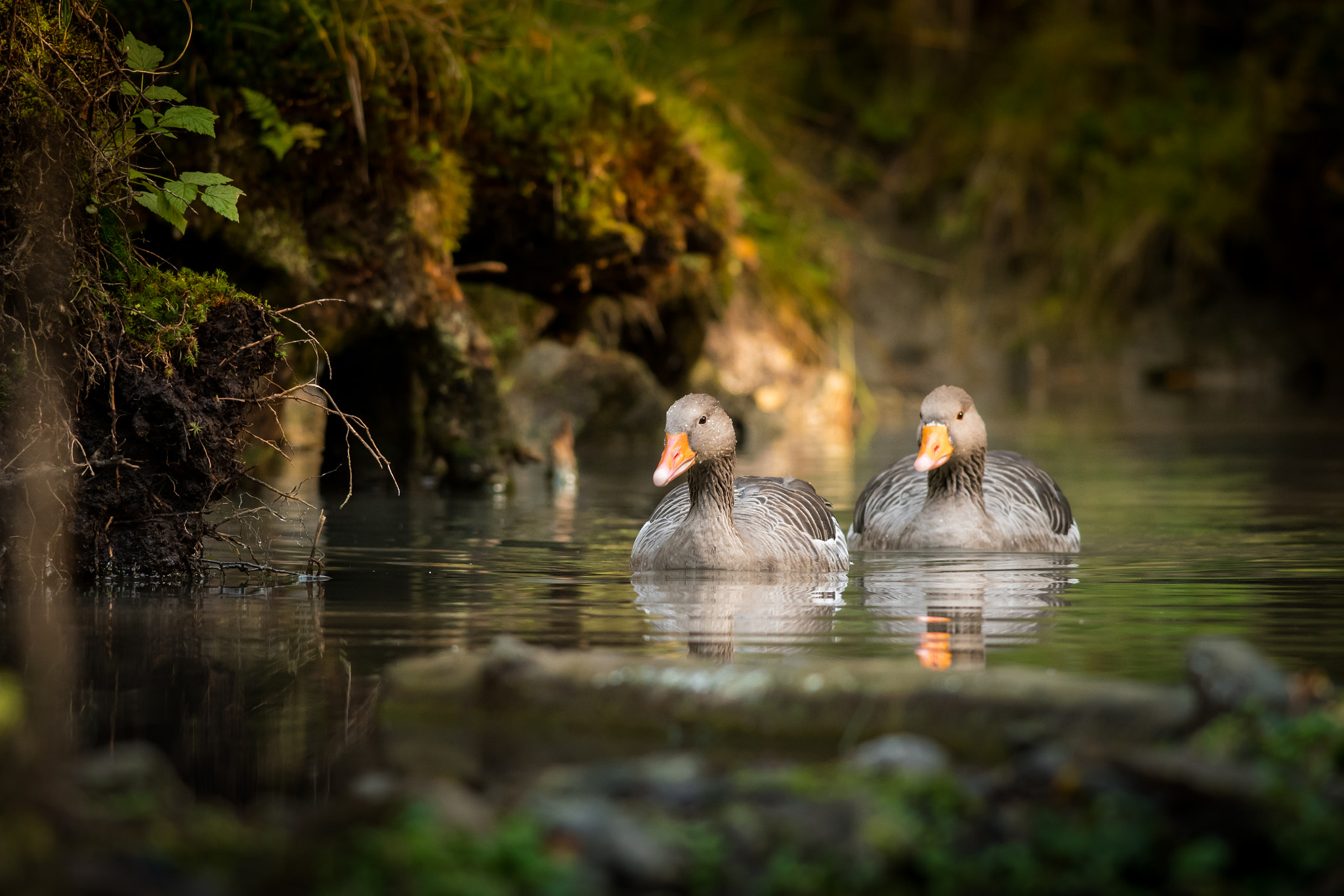 Nikon D500 + Nikon AF-S Nikkor 300mm F4D ED-IF sample photo. The greylag geese photography