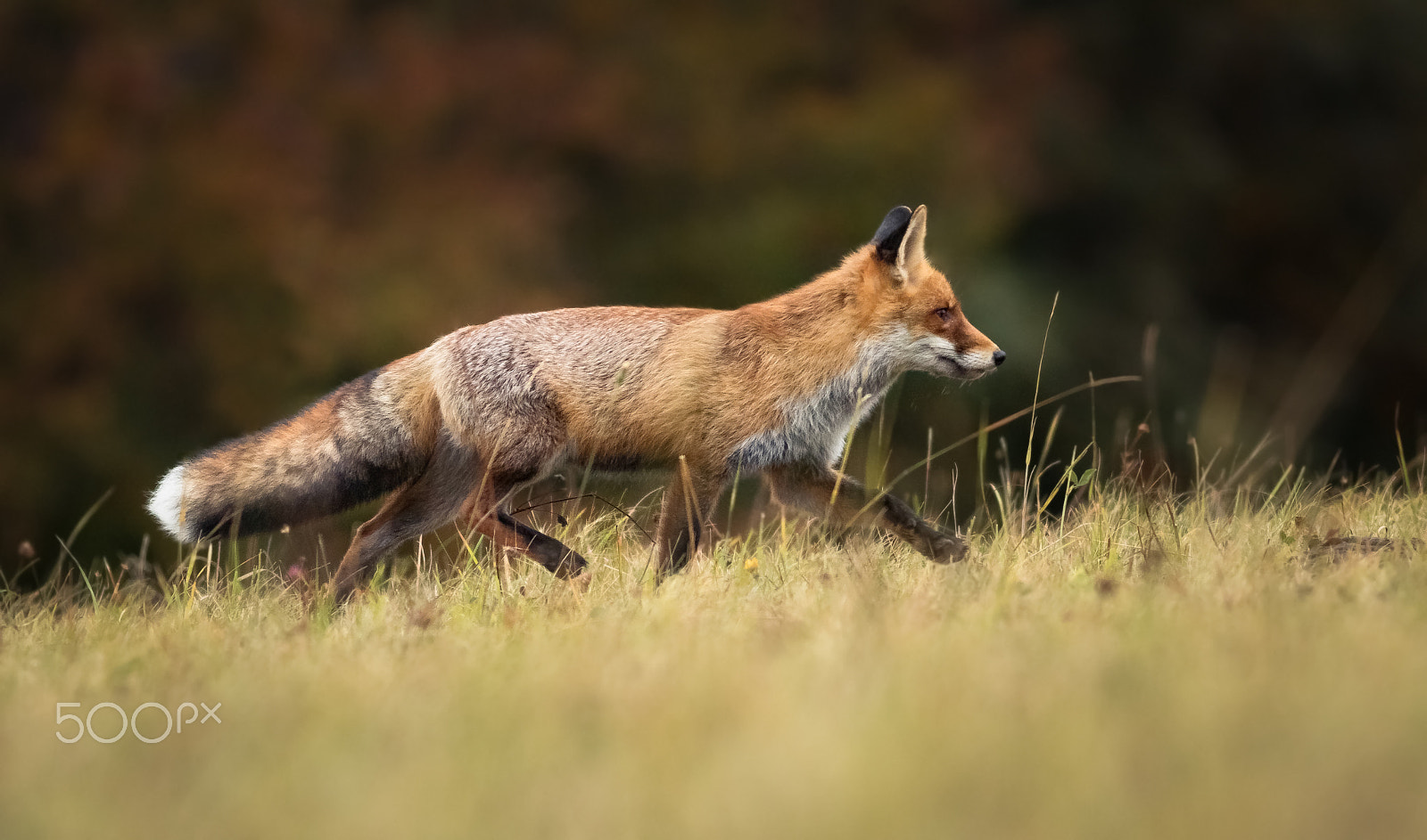 Canon EOS 760D (EOS Rebel T6s / EOS 8000D) + Canon EF 400mm F5.6L USM sample photo. Liška obecná ( lišák)- v lidské péči ii photography