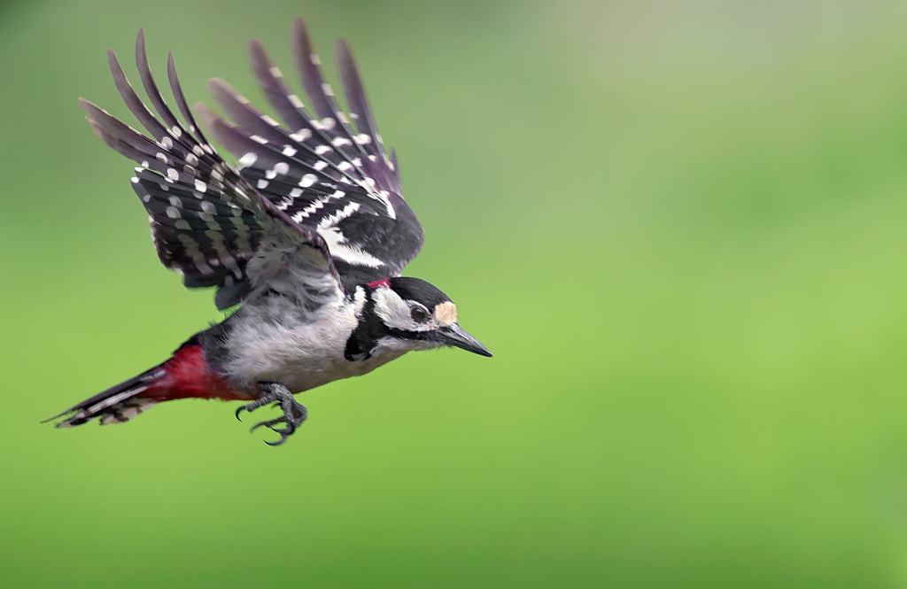 Canon EOS-1D X + Canon EF 500mm F4L IS II USM sample photo. Great spotted woodpecker in flight! photography