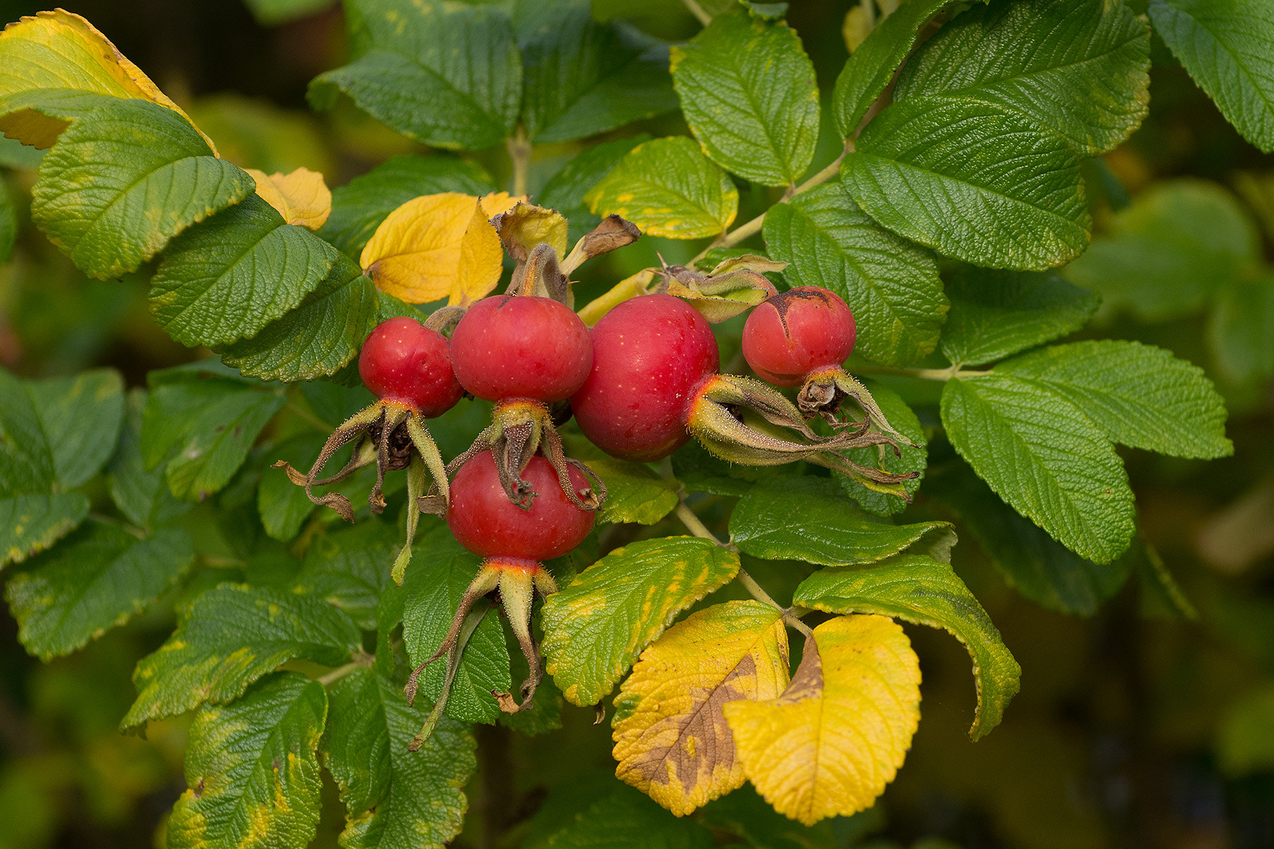 Pentax K-5 sample photo. Hagebutten photography