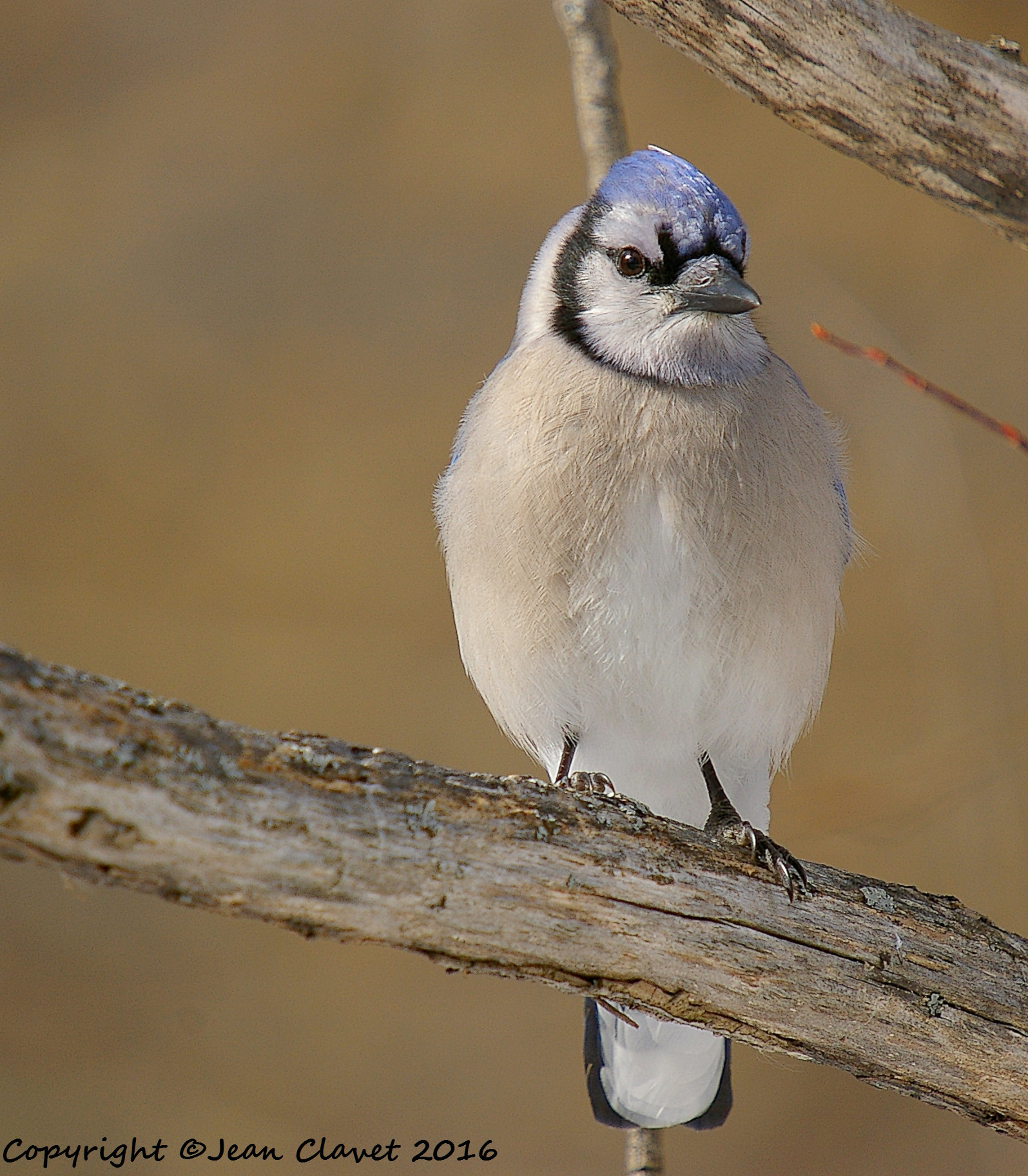 Pentax K100D sample photo. Geai bleu photography