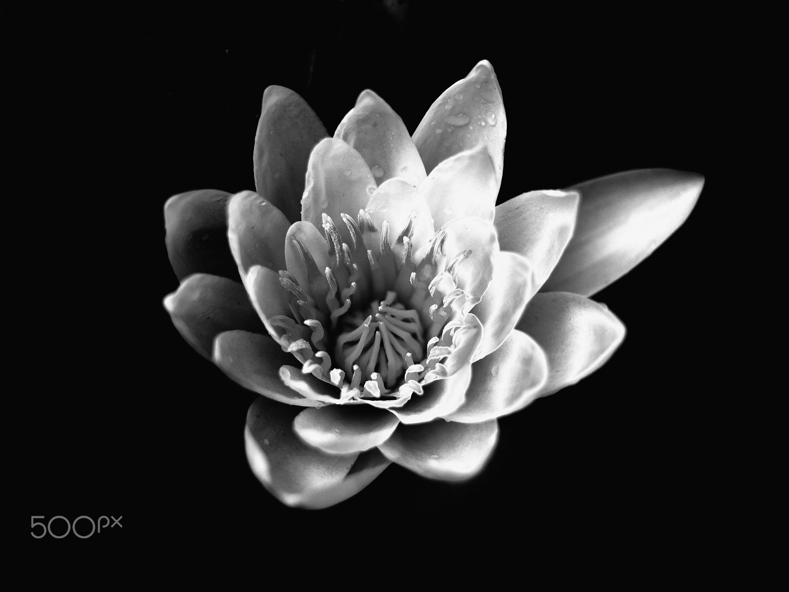 Canon EOS 600D (Rebel EOS T3i / EOS Kiss X5) + Canon EF 40mm F2.8 STM sample photo. Lotus photography