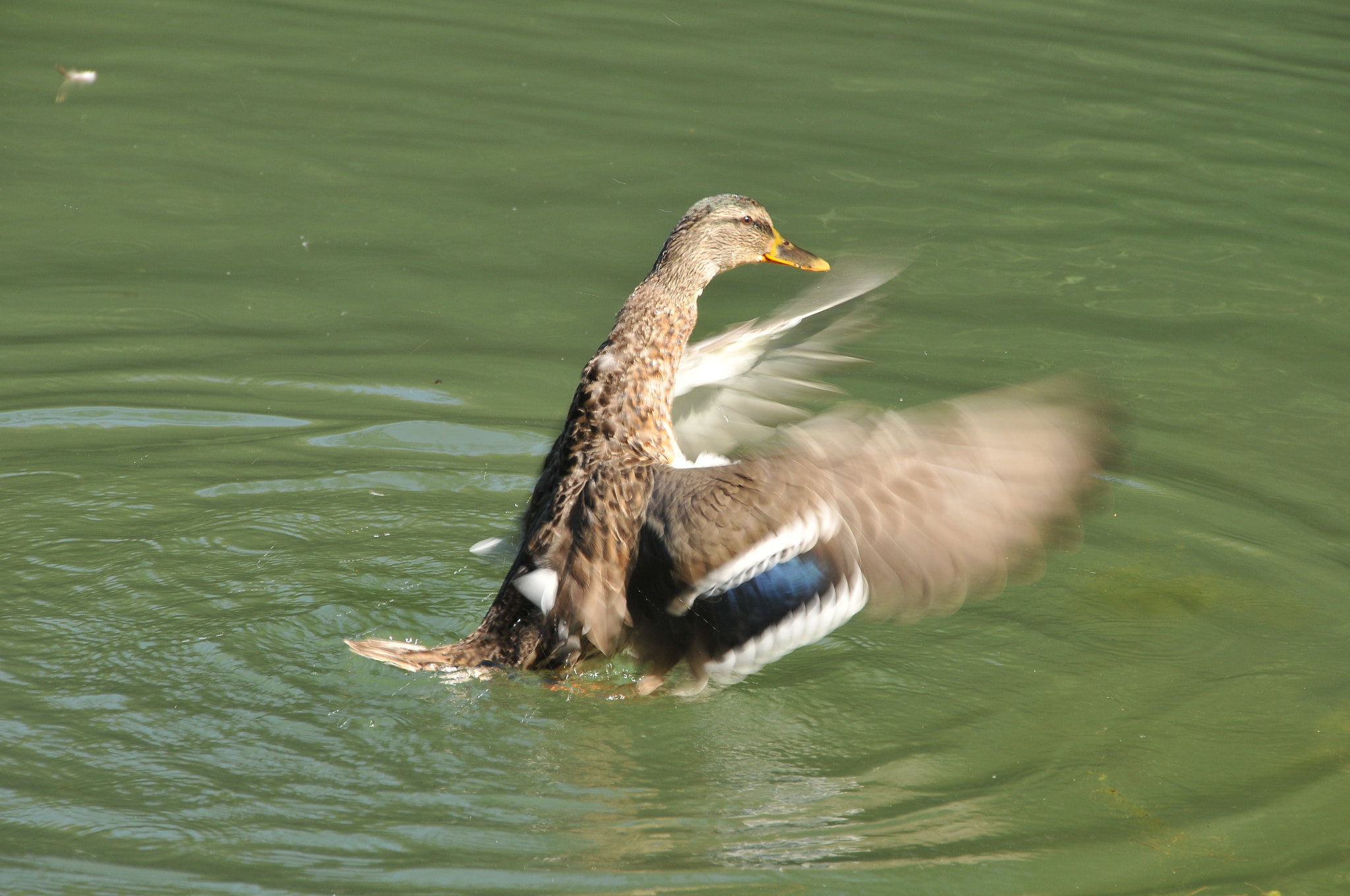 Nikon D300 sample photo. Villa borghese photography