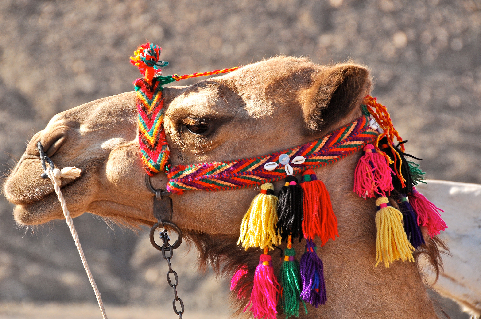 Nikon D300 sample photo. Sharm photography