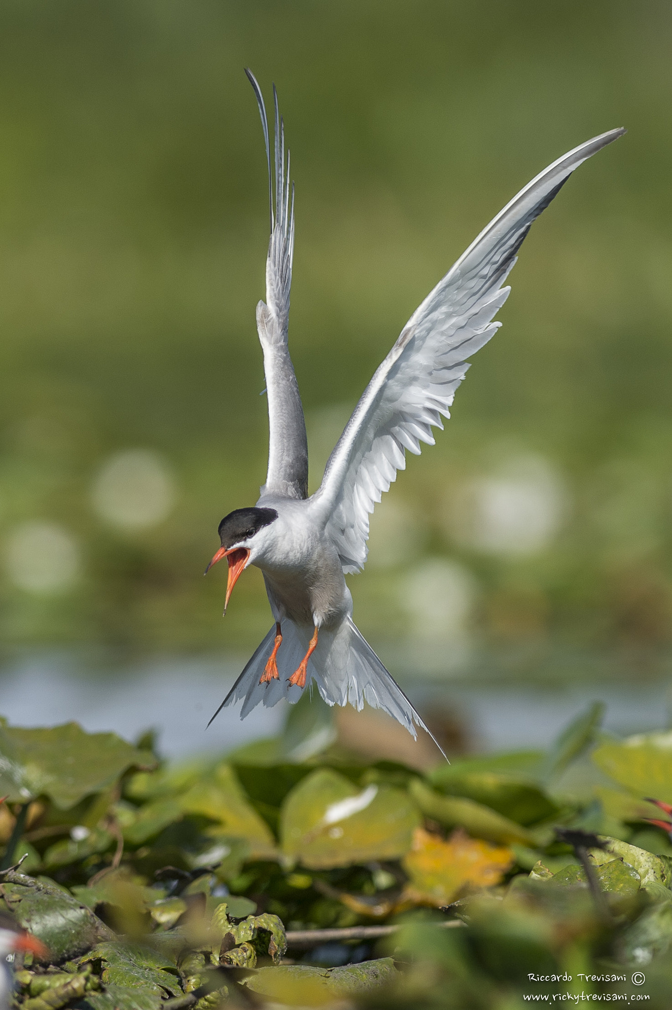 Nikon AF-S Nikkor 300mm F2.8G ED VR II sample photo. Common tern photography