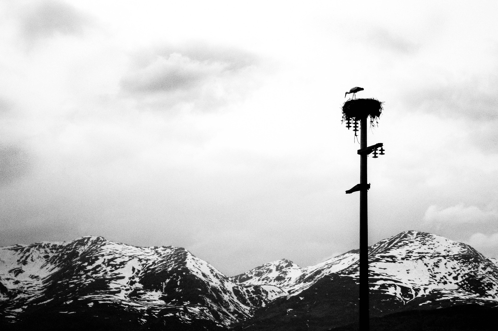 Samsung ES95 sample photo. The stork! photography