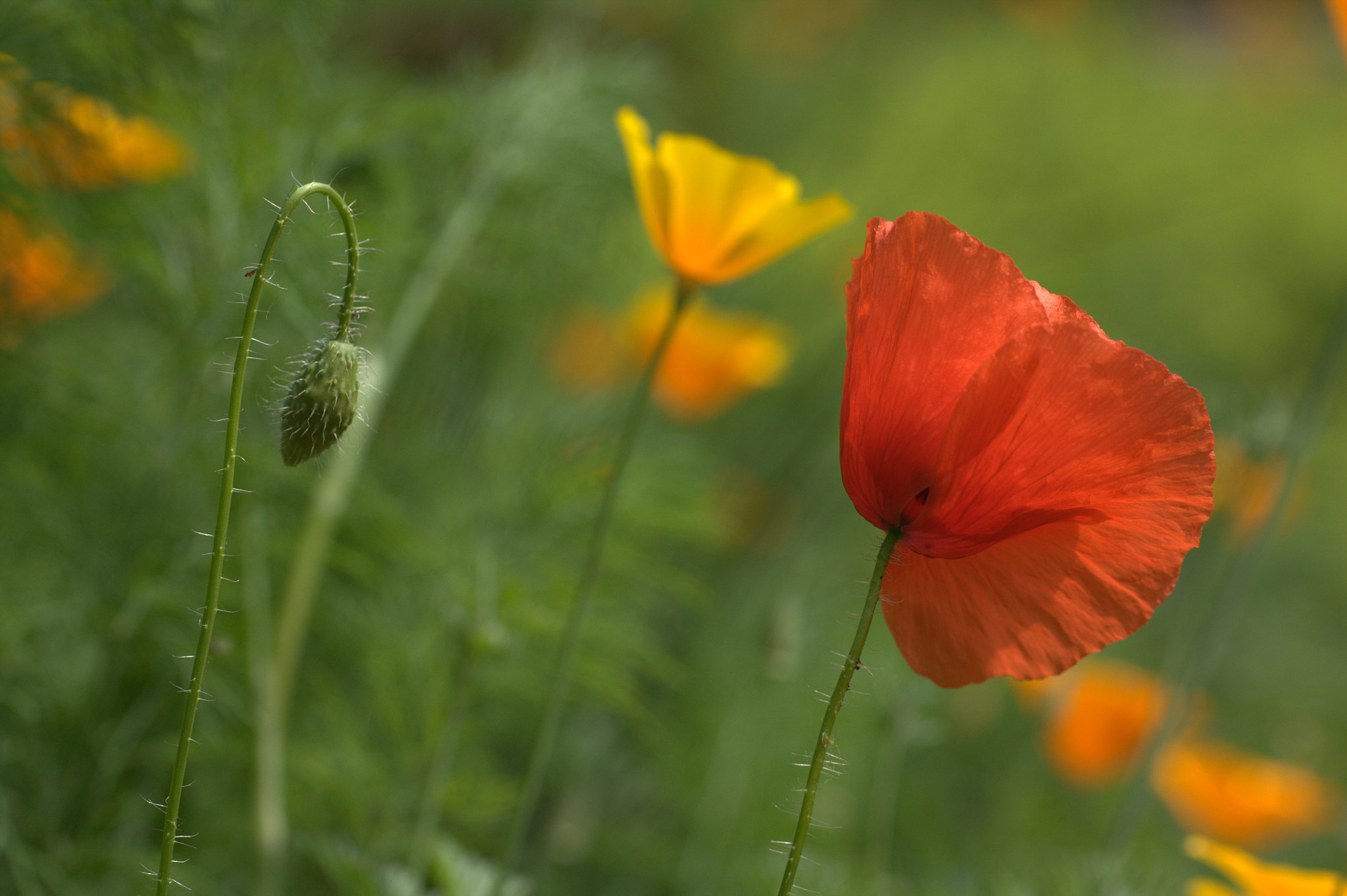 Sigma 50mm f/1.4 EX DG HSM + 1.4x sample photo