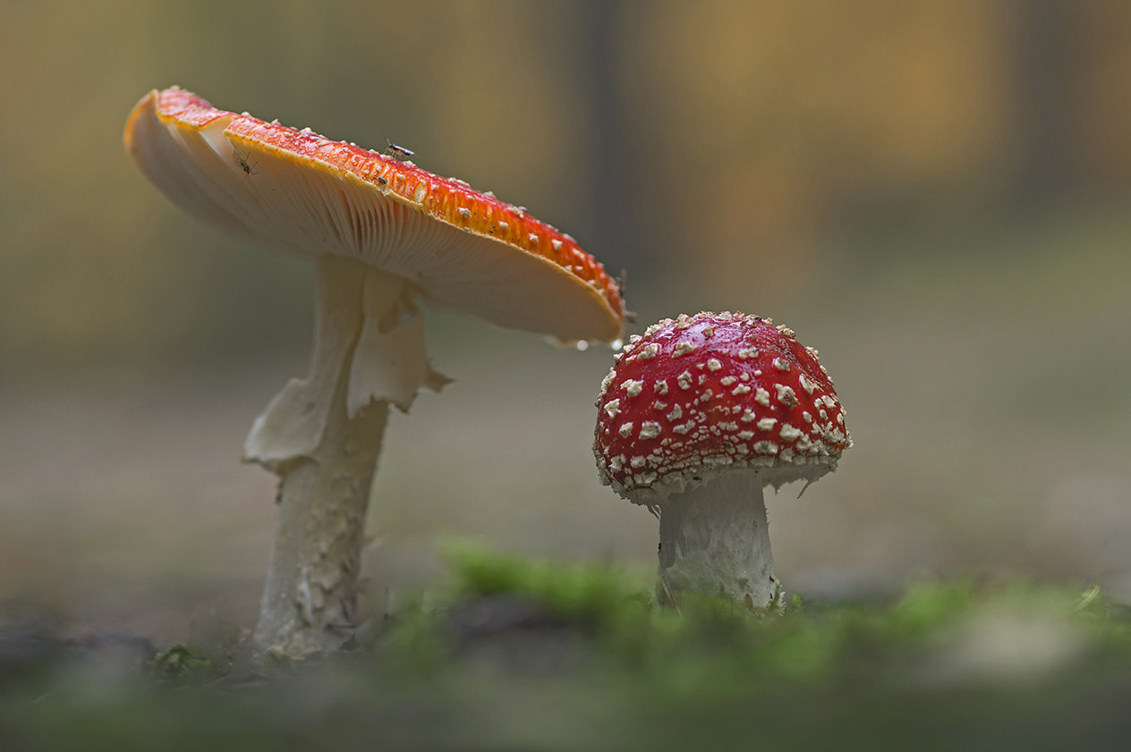 Sony SLT-A58 sample photo. Toadstools photography