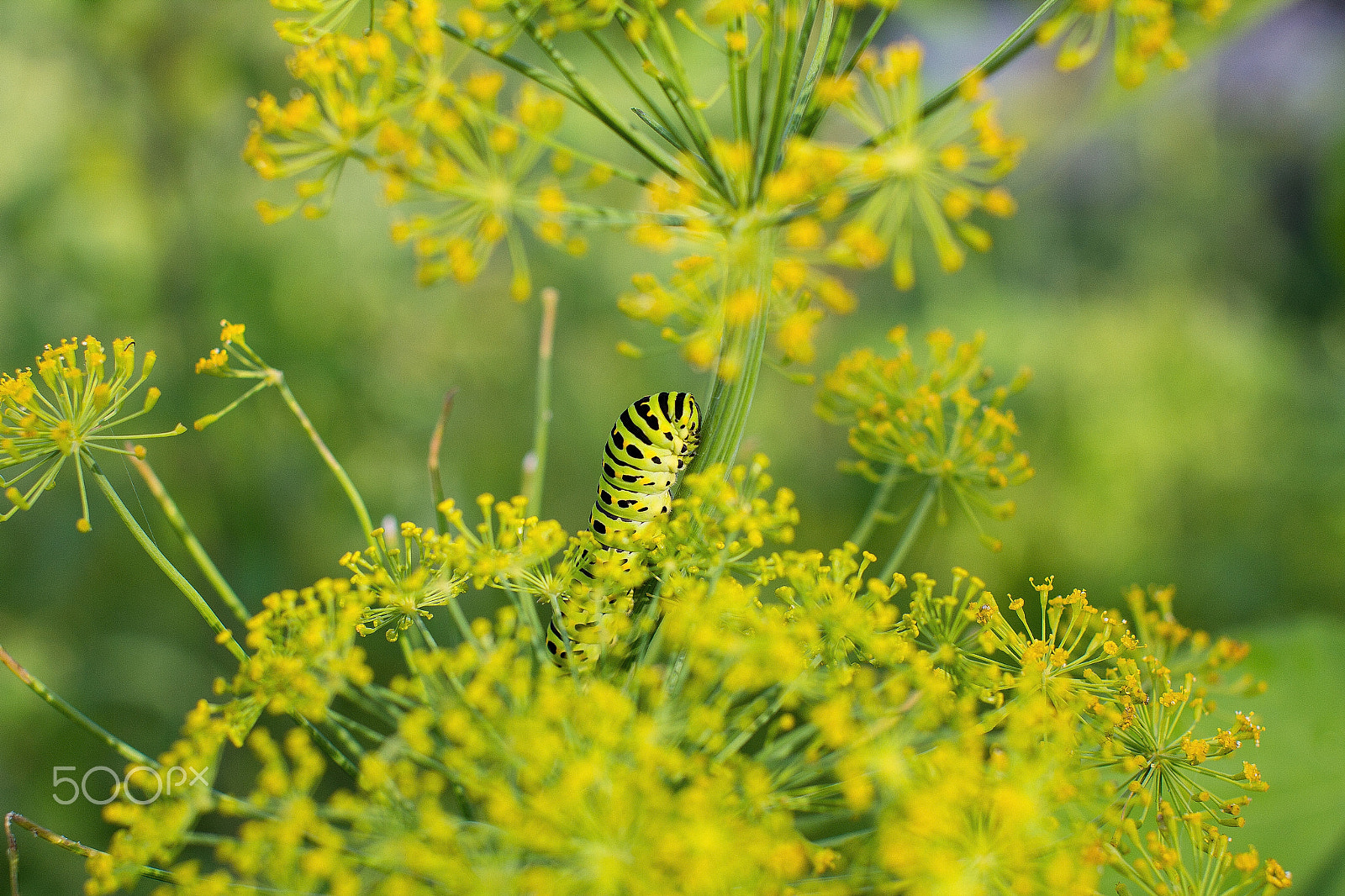 Sigma 50mm F1.4 EX DG HSM sample photo. The larva of a butterfly on a flower of  dill photography