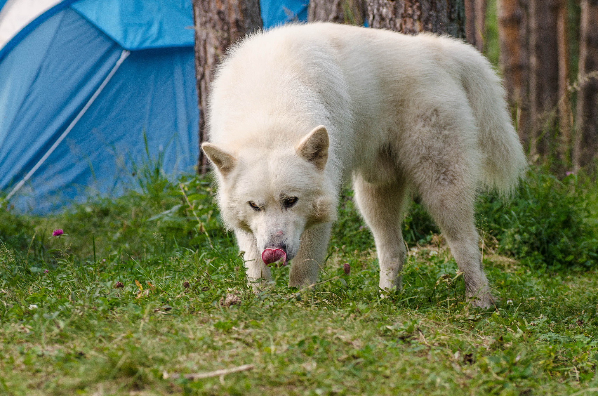 Nikon D5100 sample photo. дардик photography