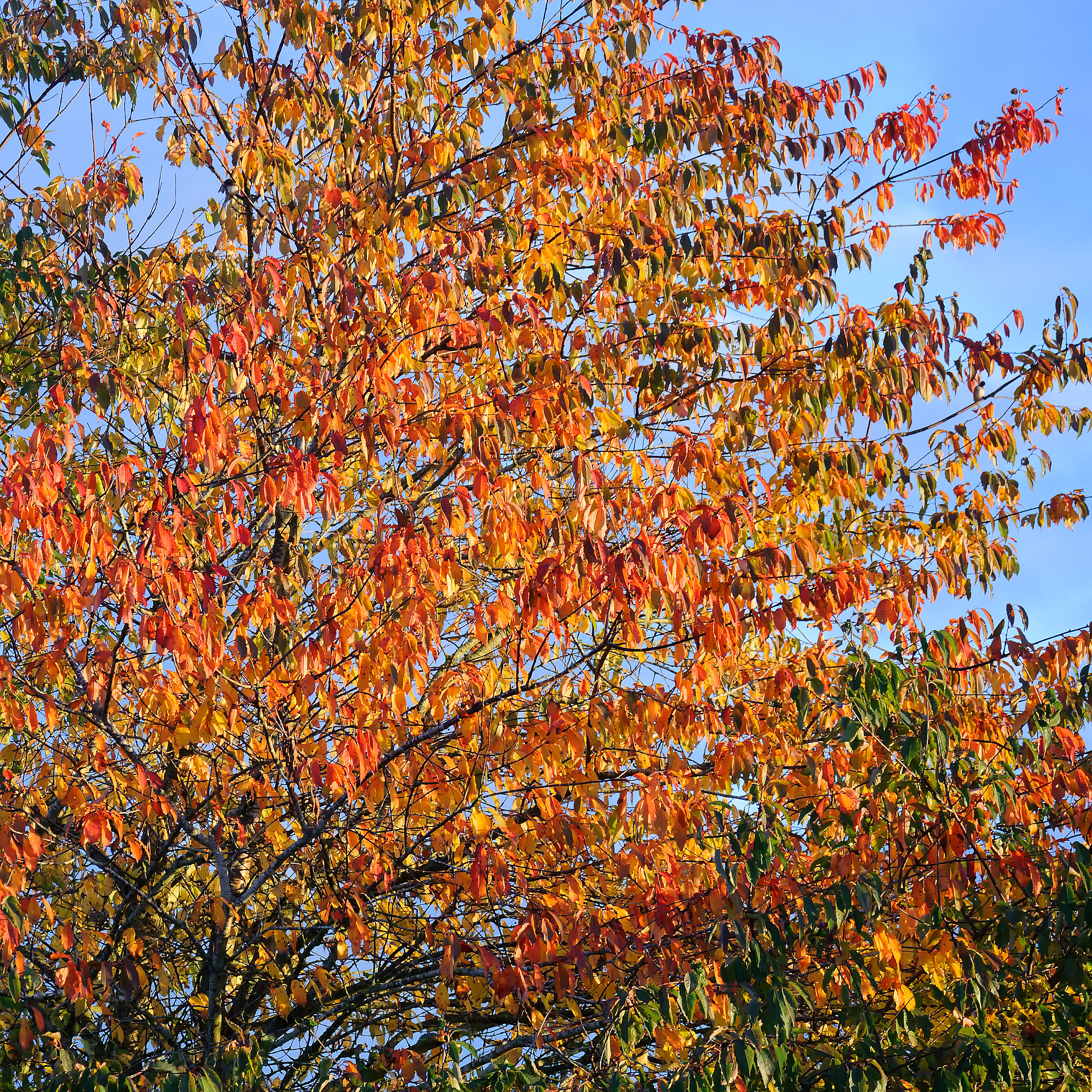 Nikon D3 sample photo. Autumn leaves photography