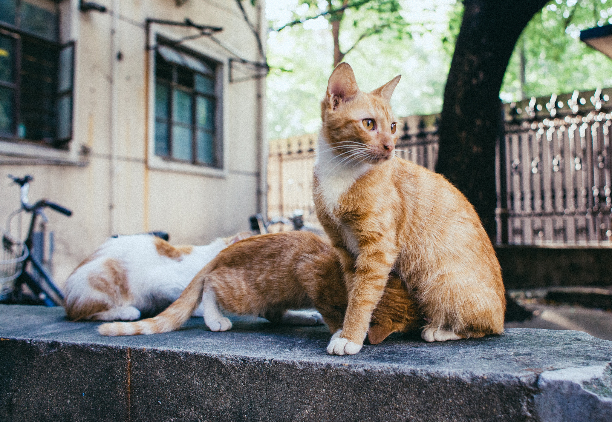Canon EF 28mm F1.8 USM sample photo