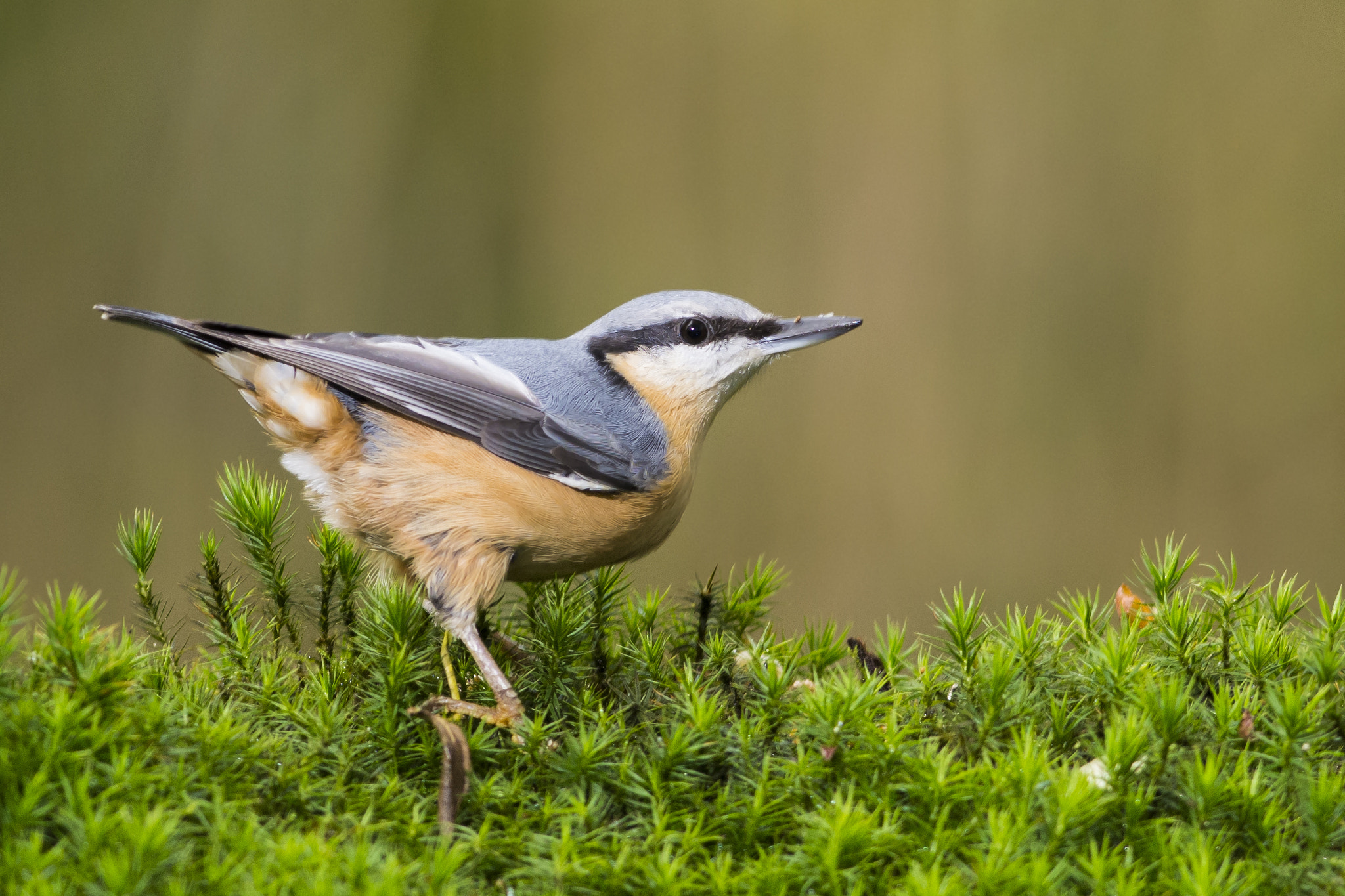 Nikon AF-S Nikkor 300mm F2.8G ED VR II sample photo. Nuthatch photography
