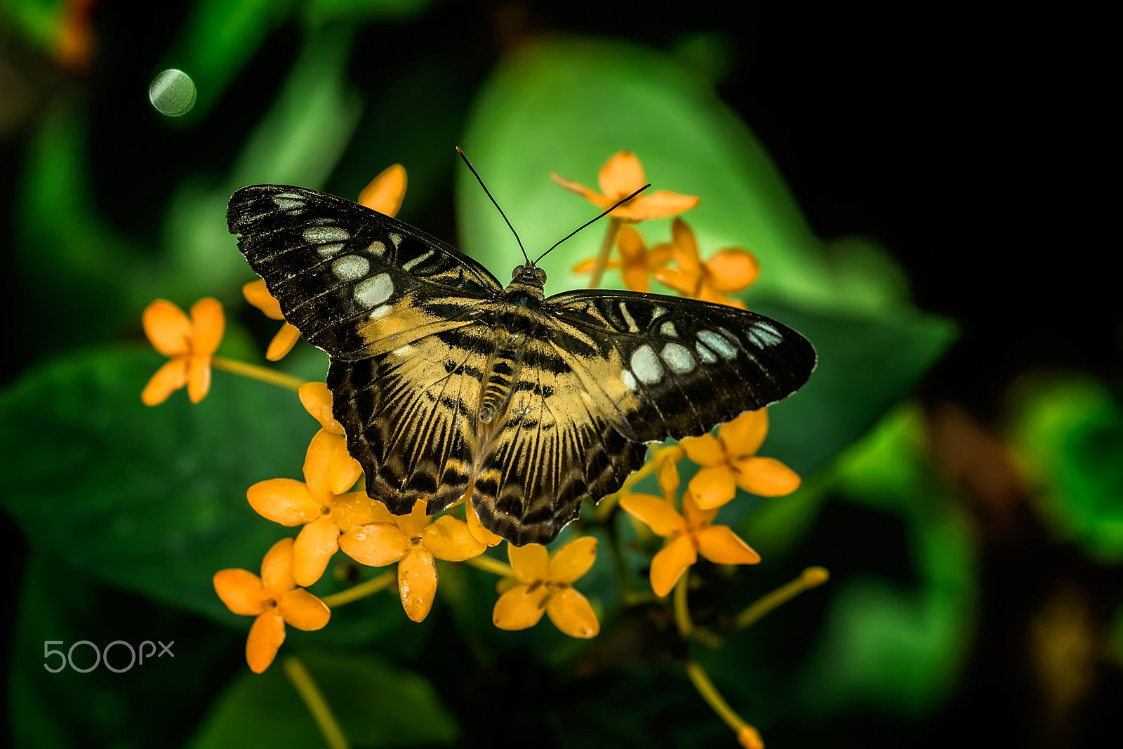 Sigma 70-200mm F2.8 EX DG Macro HSM II sample photo. Beauty photography