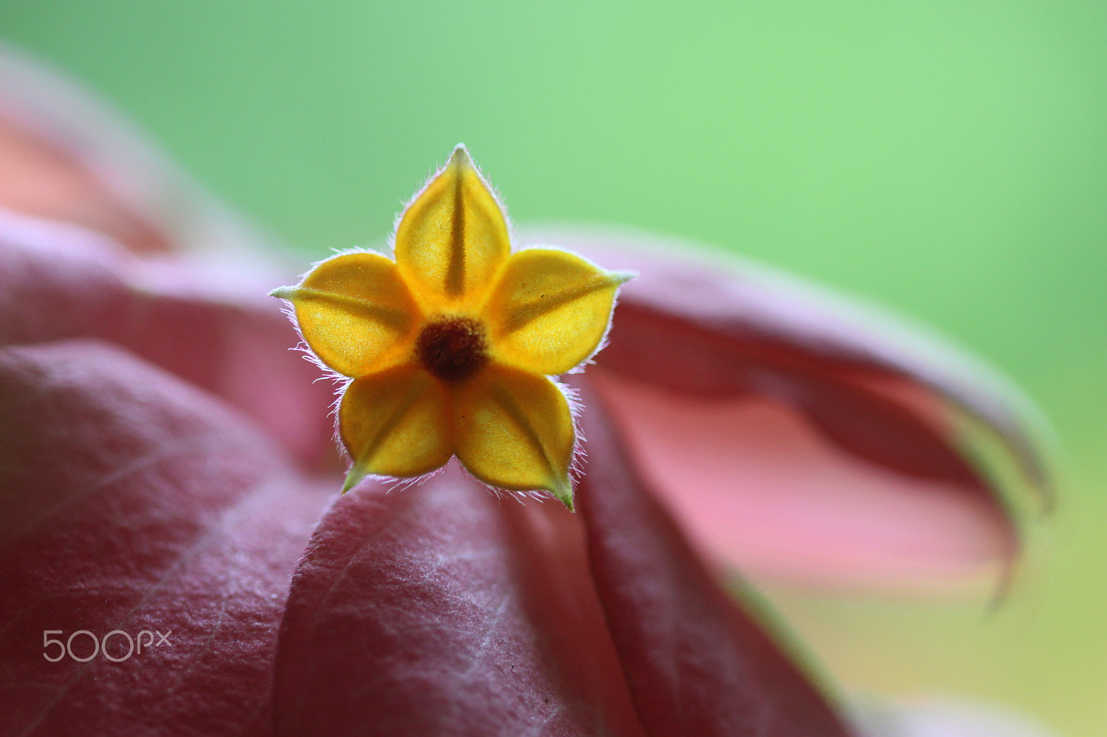 Canon EF 100mm F2.8 Macro USM sample photo. Flower b02 photography