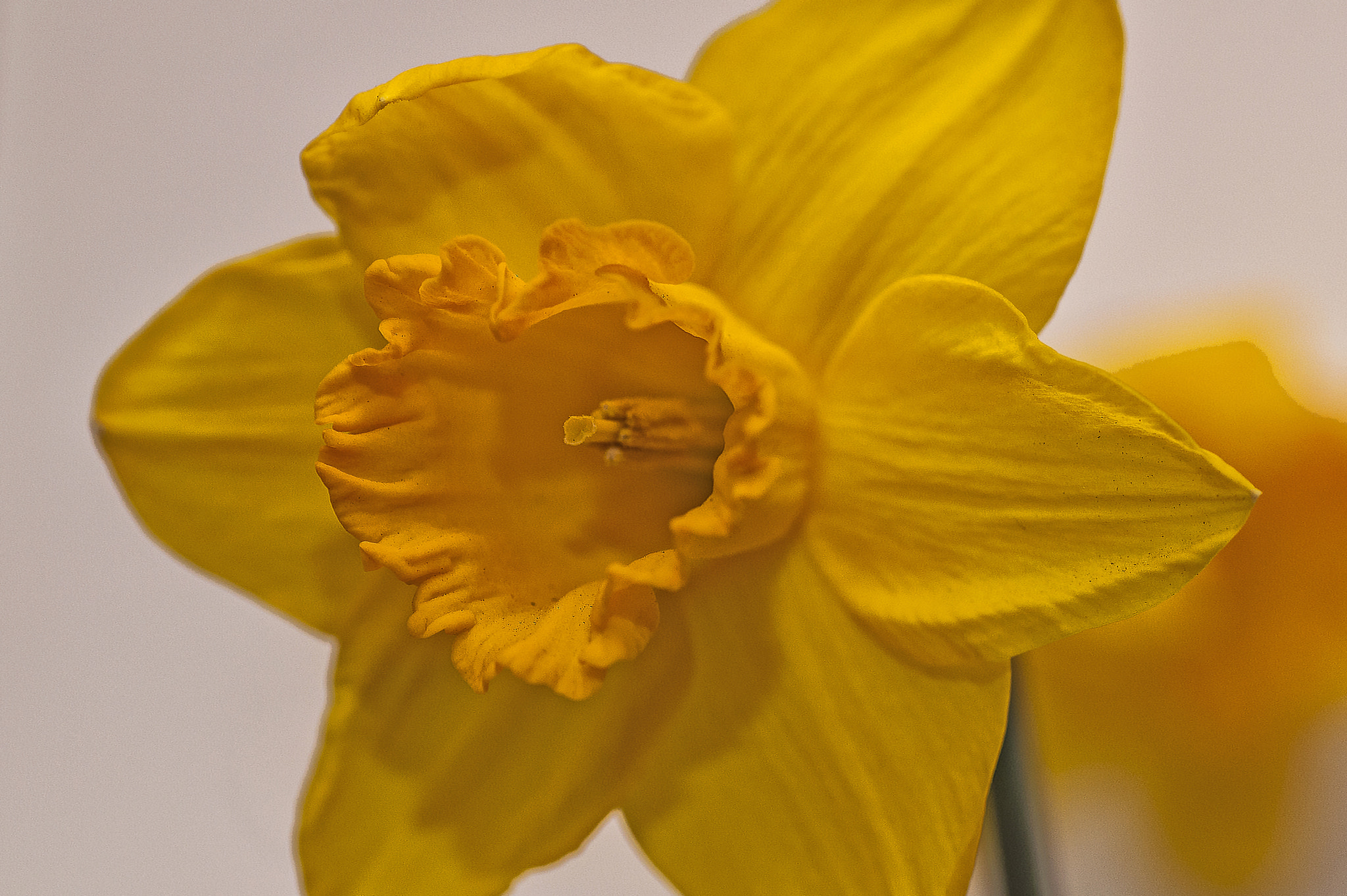 Nikon D5000 sample photo. Yellow photography
