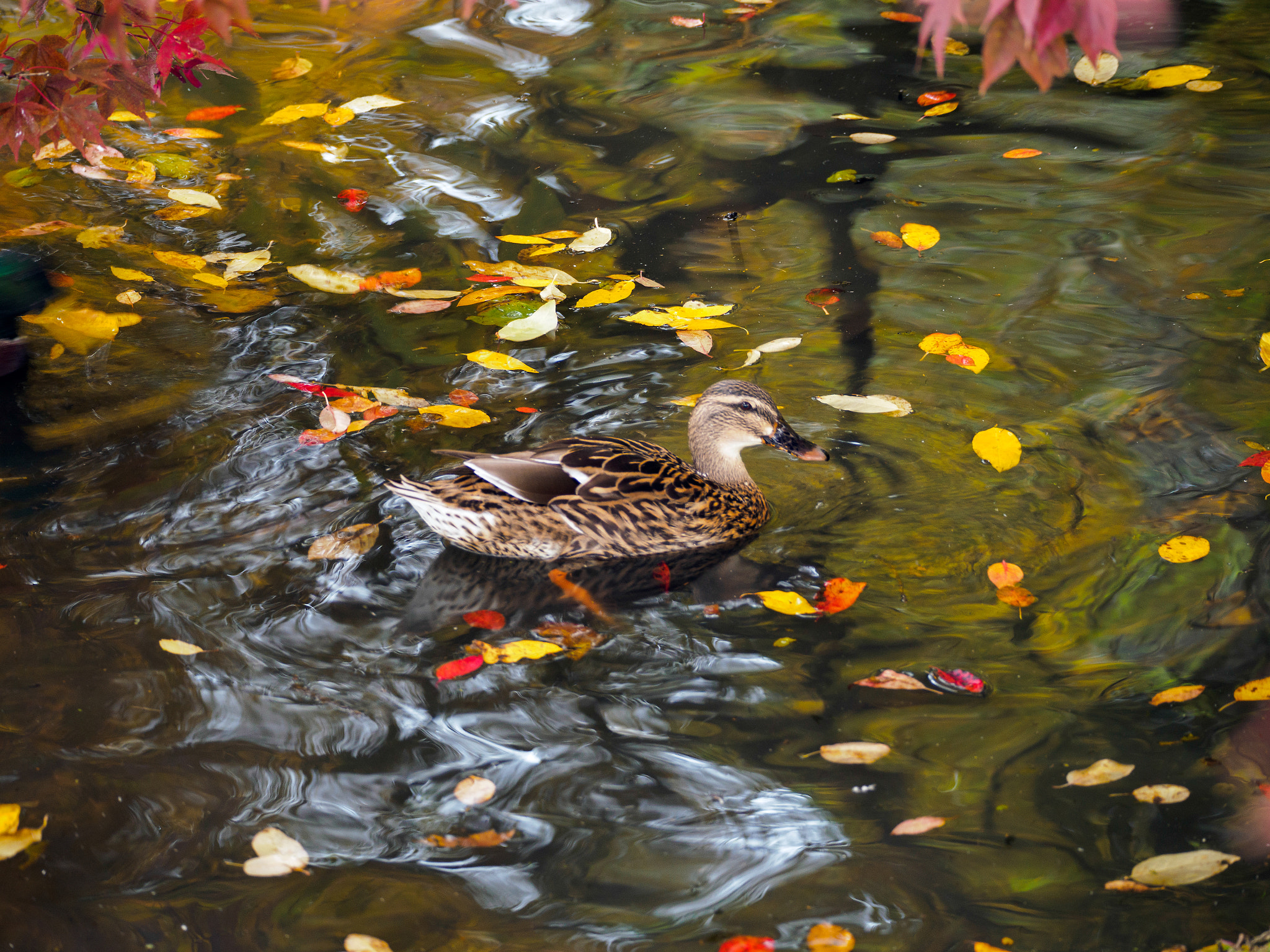 Olympus PEN-F sample photo. Mallard  amongst autumn leaves on a lake photography