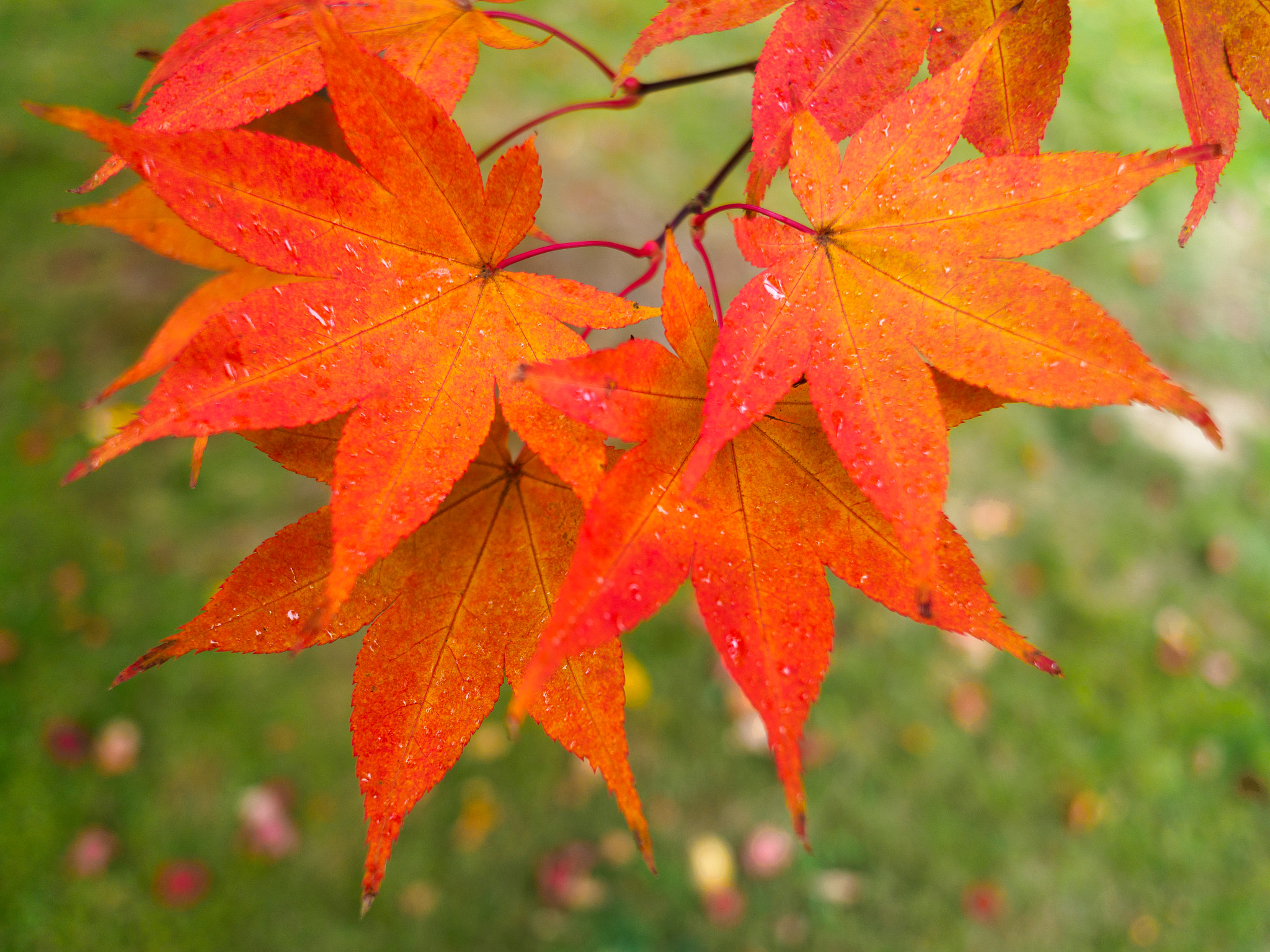 Olympus PEN-F + OLYMPUS M.12mm F2.0 sample photo. Acer tree leaves changing colour in autumn photography