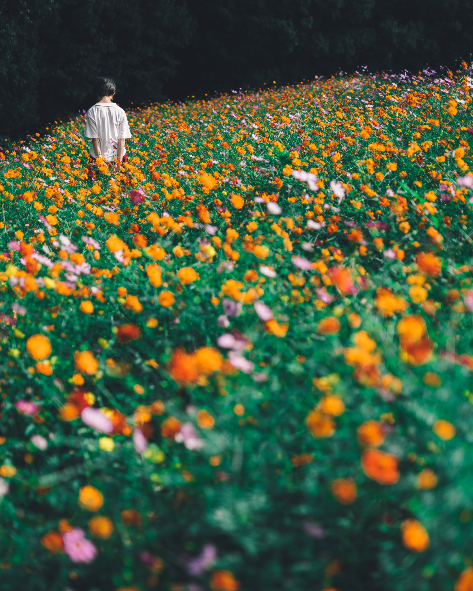 Sony a7R + E 50mm F1.4 sample photo. Untitled photography