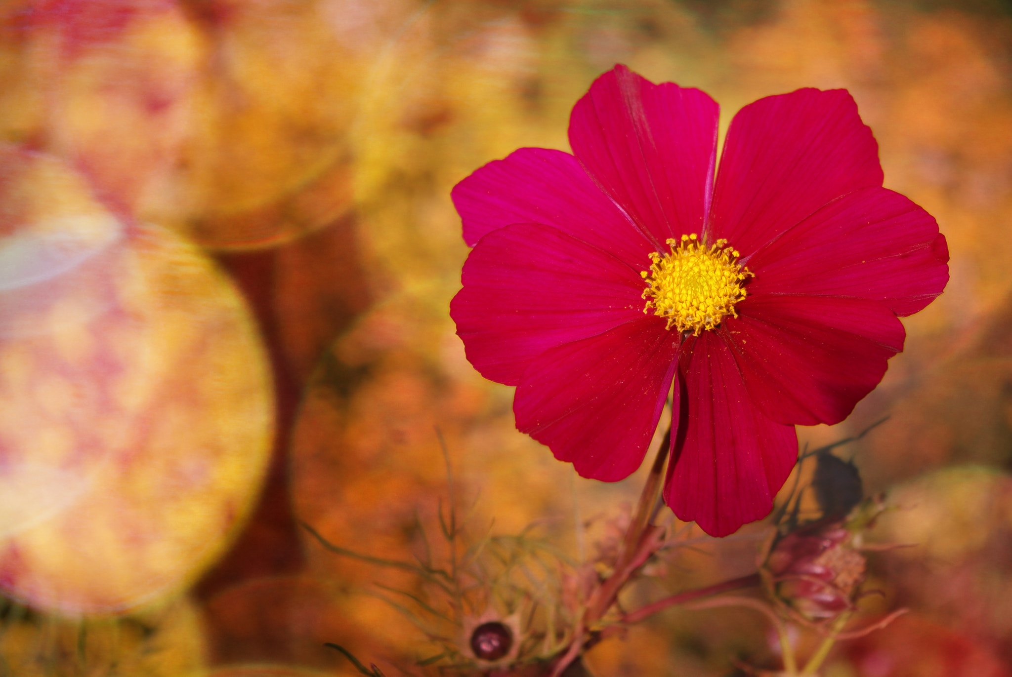 Pentax K-m (K2000) sample photo. Bokeh cosmea photography