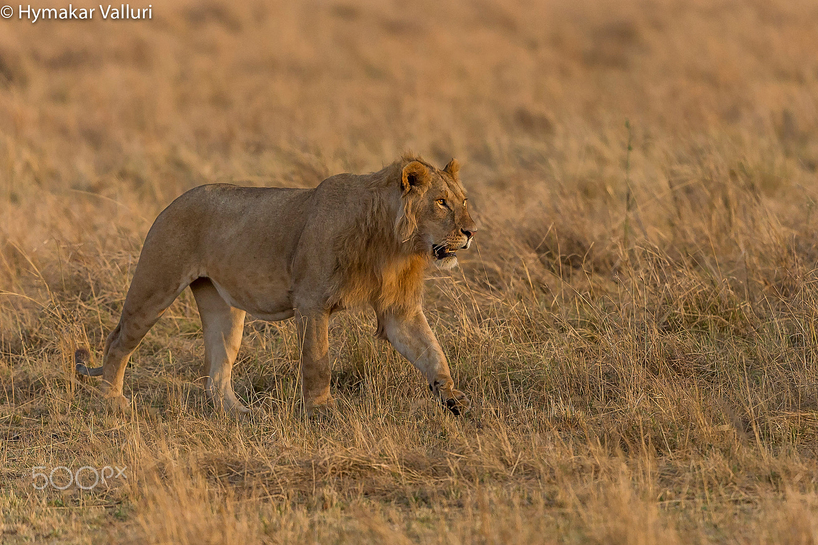 Canon EF 500mm F4L IS II USM sample photo. Morning walk photography