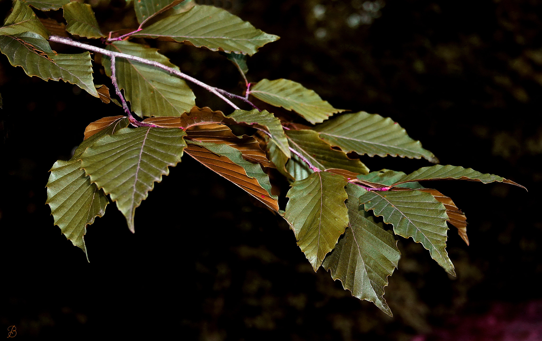 5.6 IS sample photo. Autumn continues the change photography