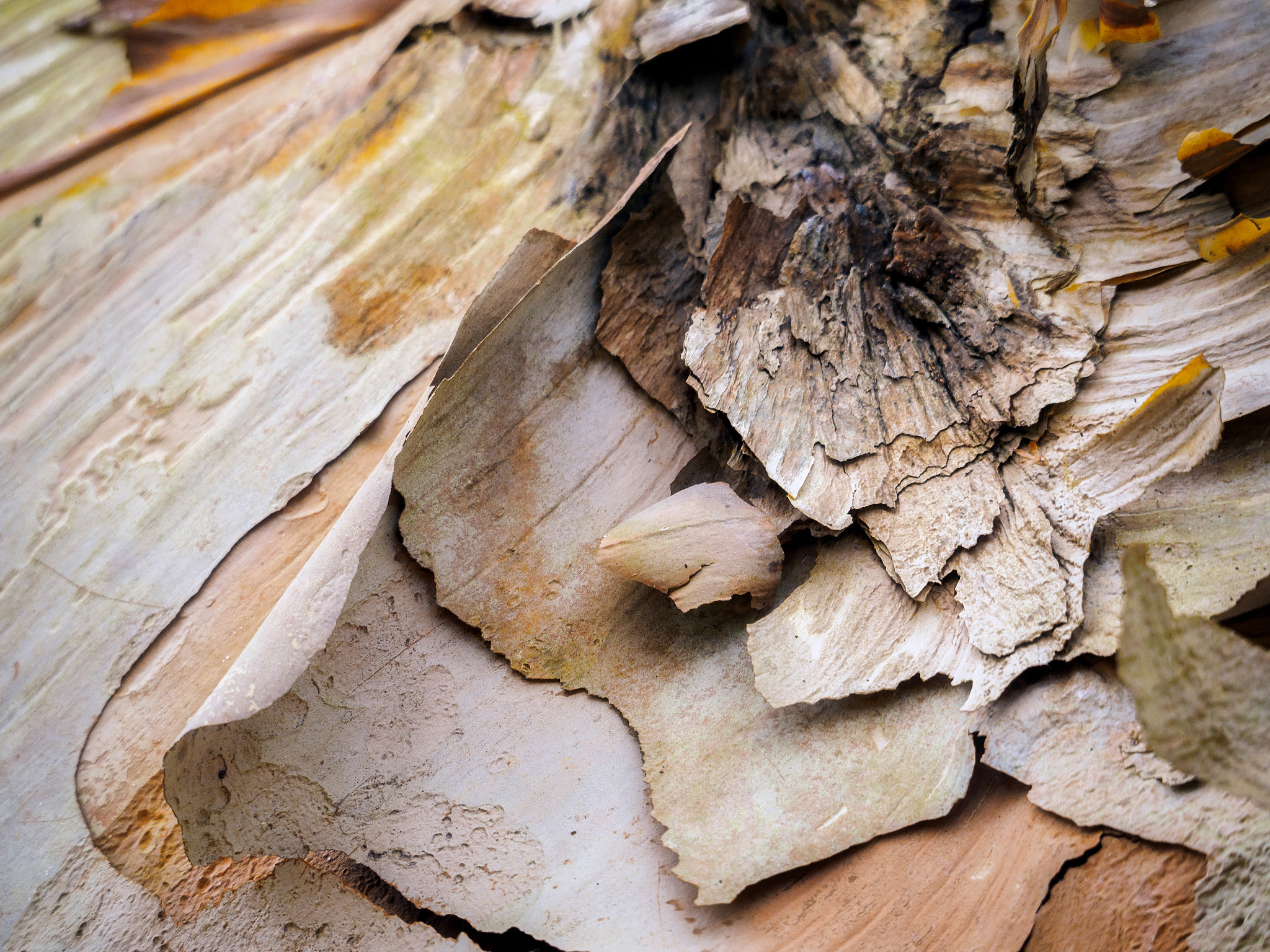 Olympus PEN-F sample photo. Peeling bark of a birch tree in autumn photography