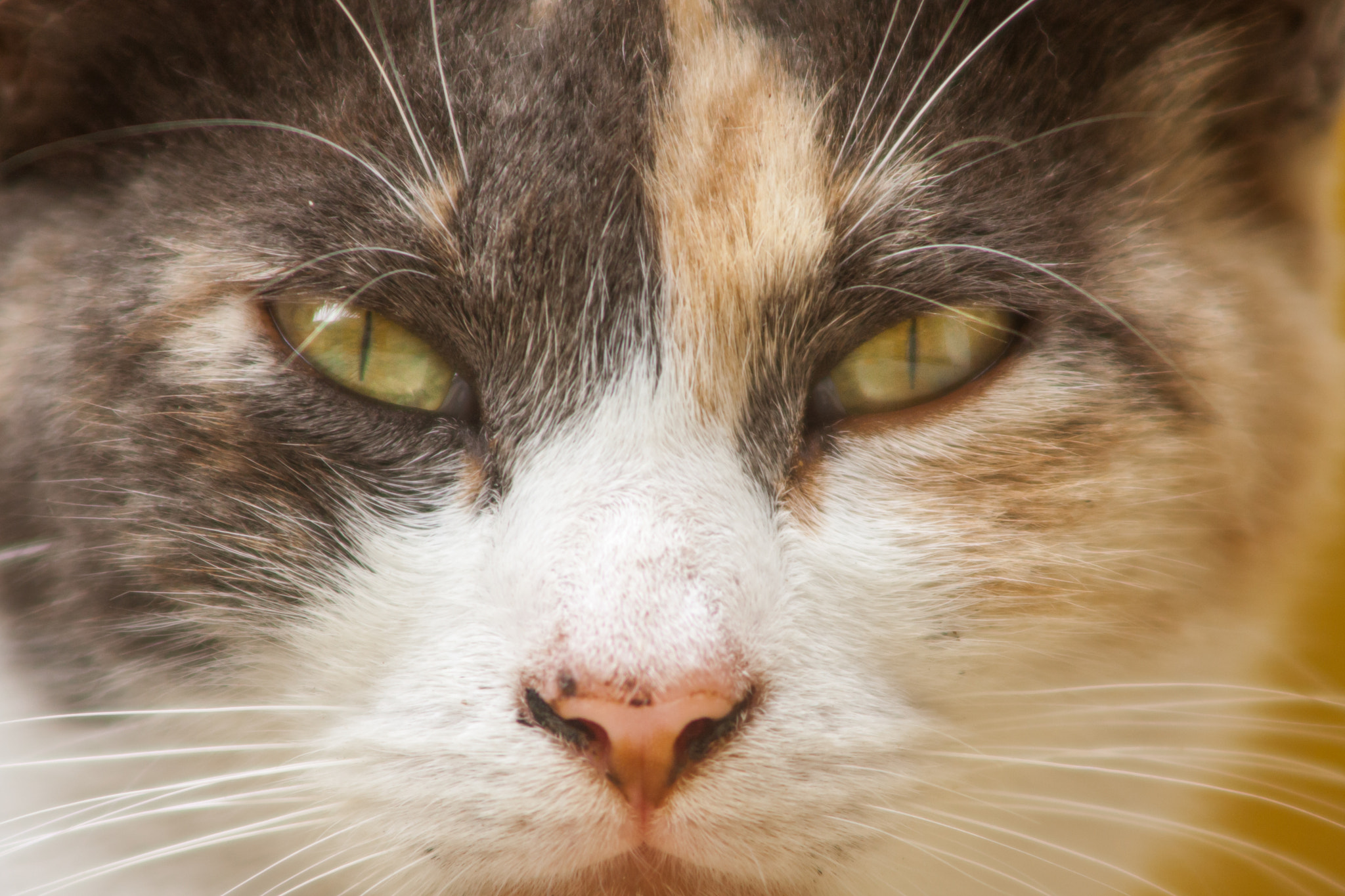 Canon EF 90-300mm F4.5-5.6 sample photo. Miketa eyes photography