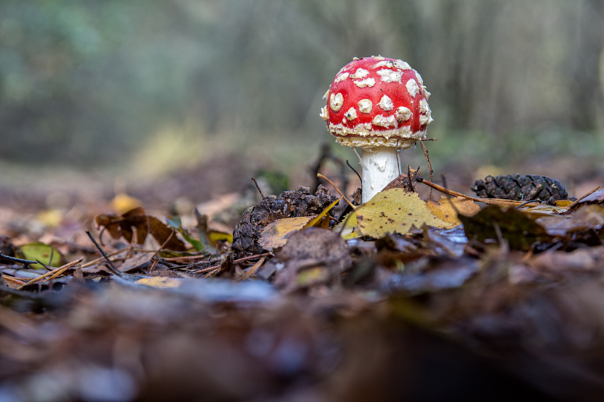 Sigma 17-70mm F2.8-4 DC Macro OS HSM sample photo. Pilz mit herz photography