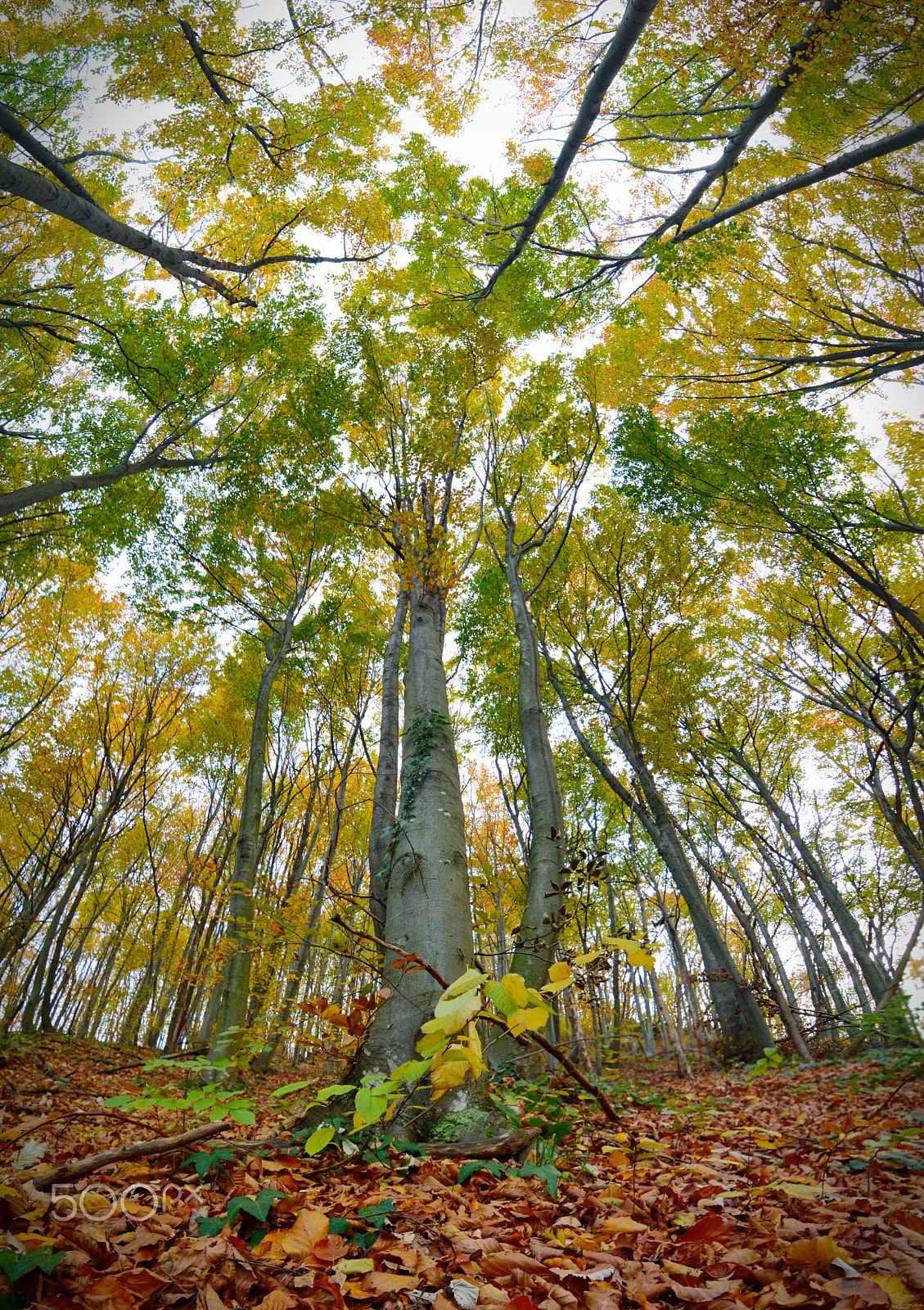 Nikon D7100 sample photo. Forest vertorama photography