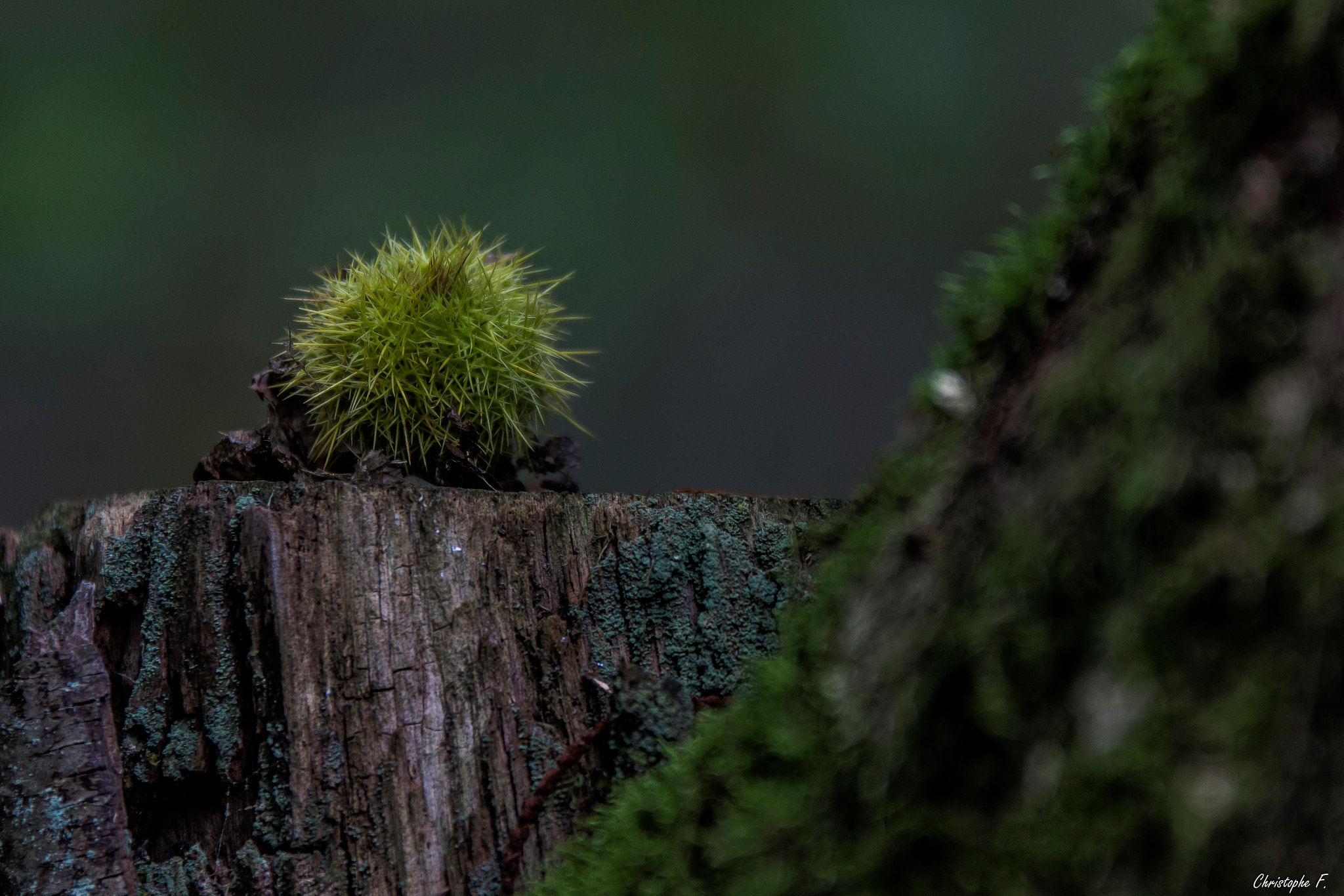Sigma 70-200mm F2.8 EX DG OS HSM sample photo. Alone in the woods photography