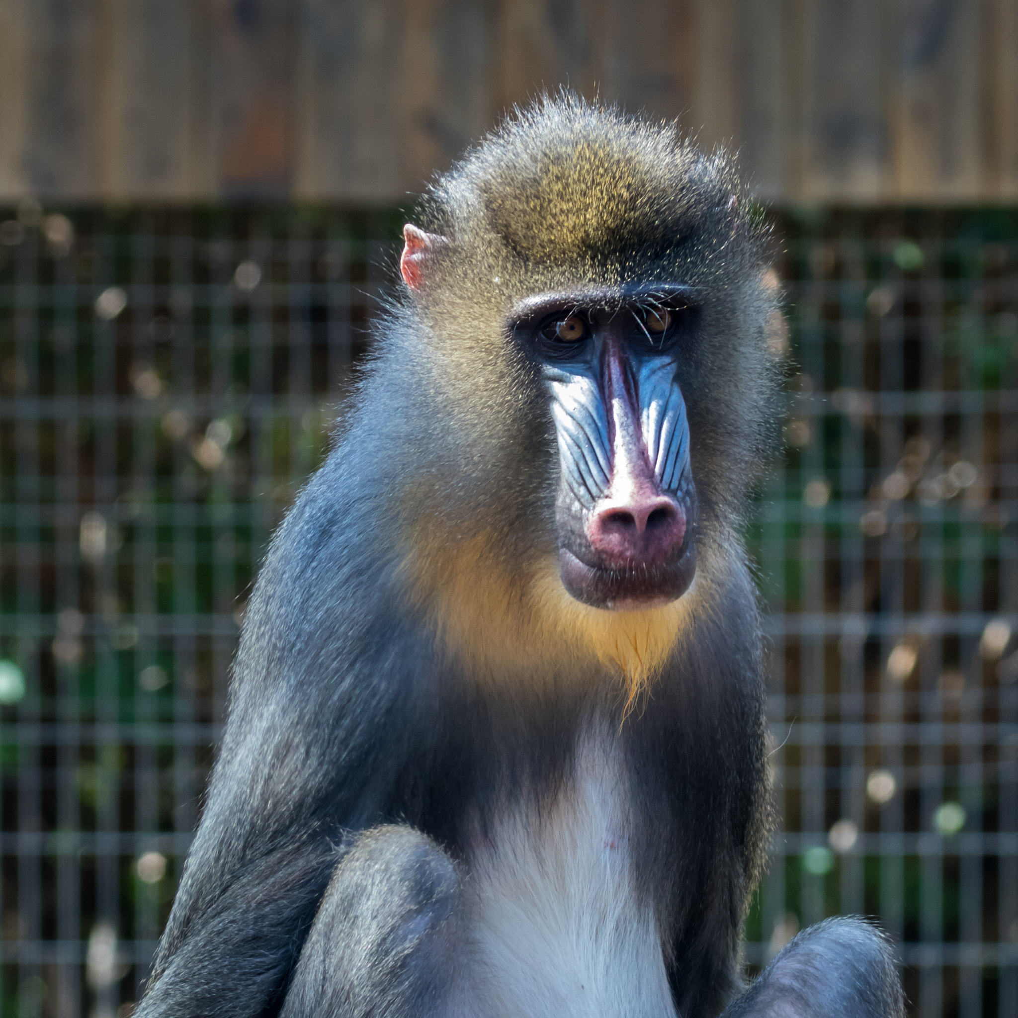 Canon EF 70-300mm F4-5.6L IS USM sample photo. Zoo life photography