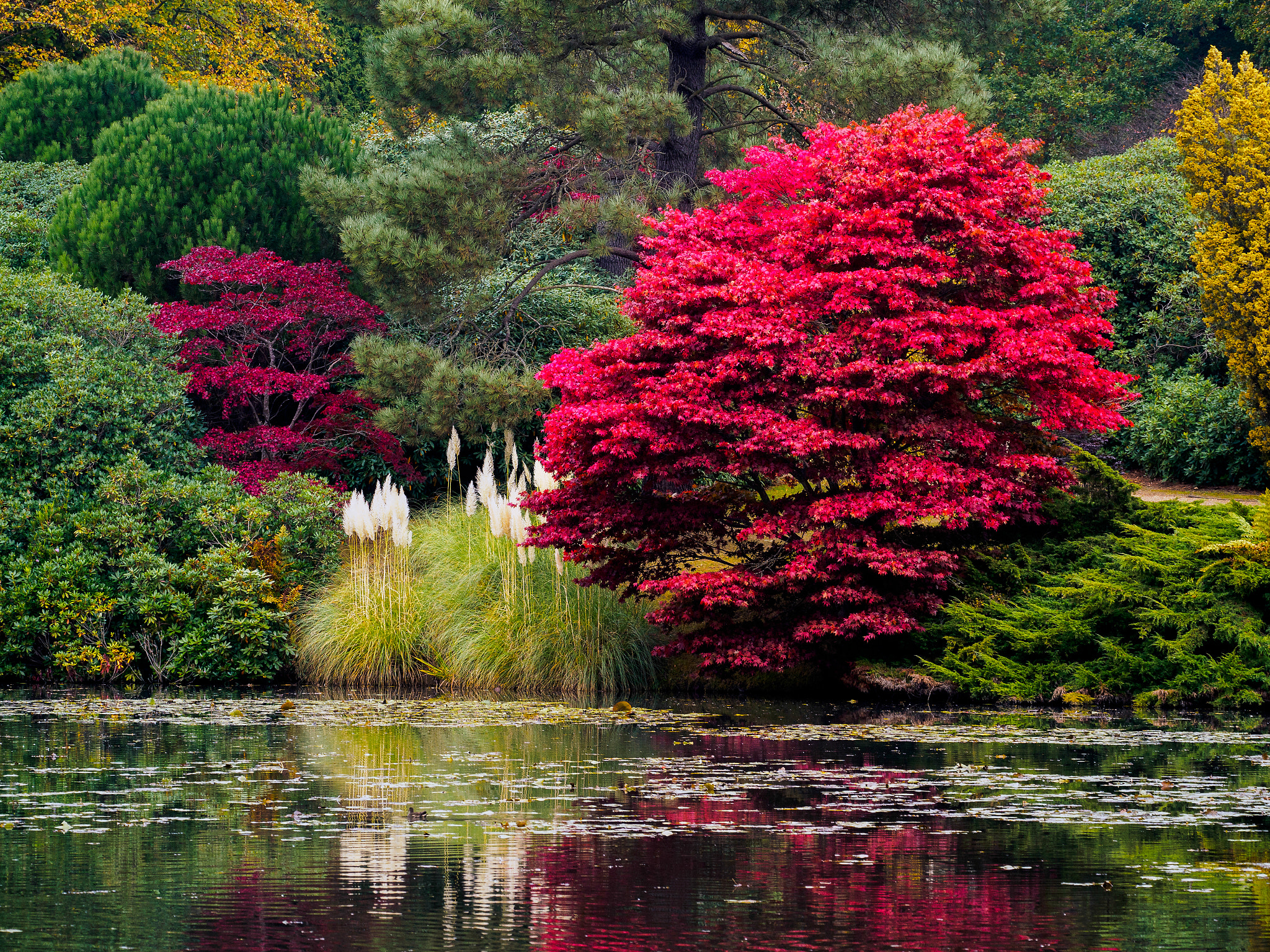 Olympus PEN-F sample photo. Acer tree leaves changing colour in autumn photography