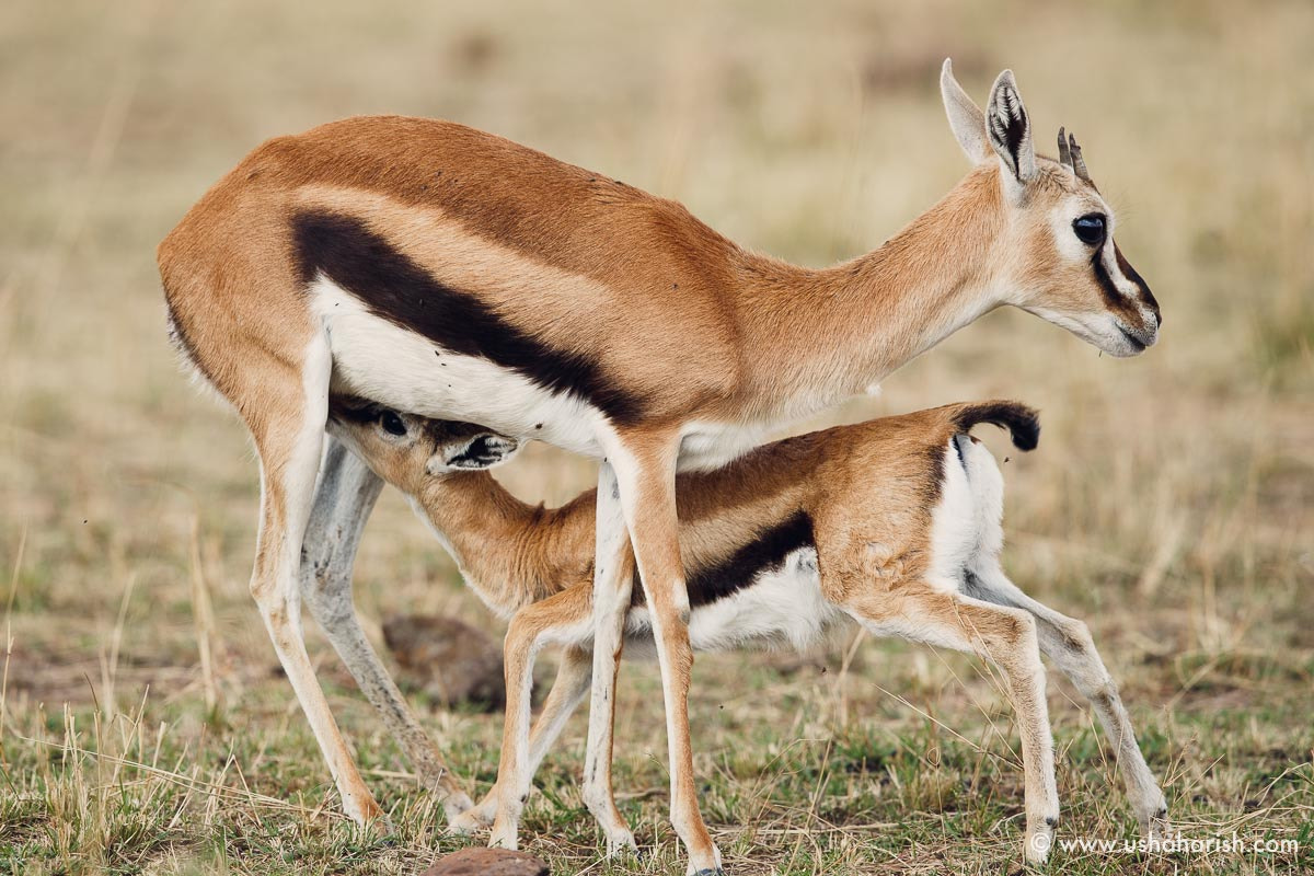 Canon EF 500mm F4L IS II USM sample photo. Thomson's gazelle mother and calf photography