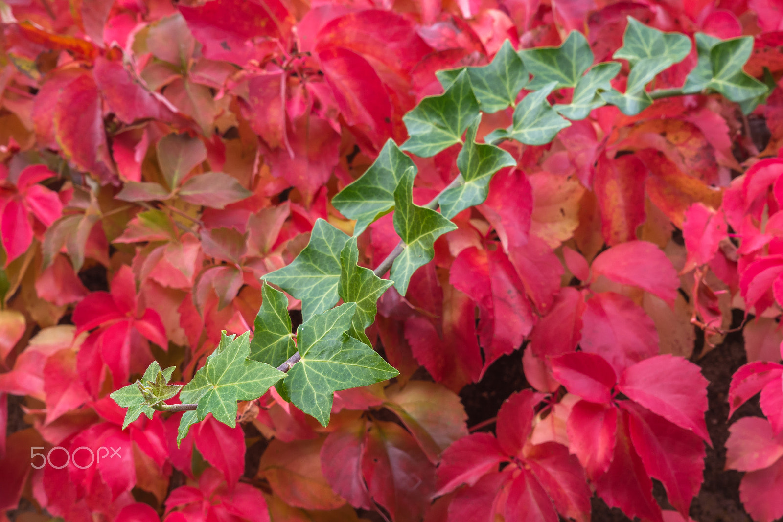 Tamron SP 24-70mm F2.8 Di VC USD sample photo. Autumn photography