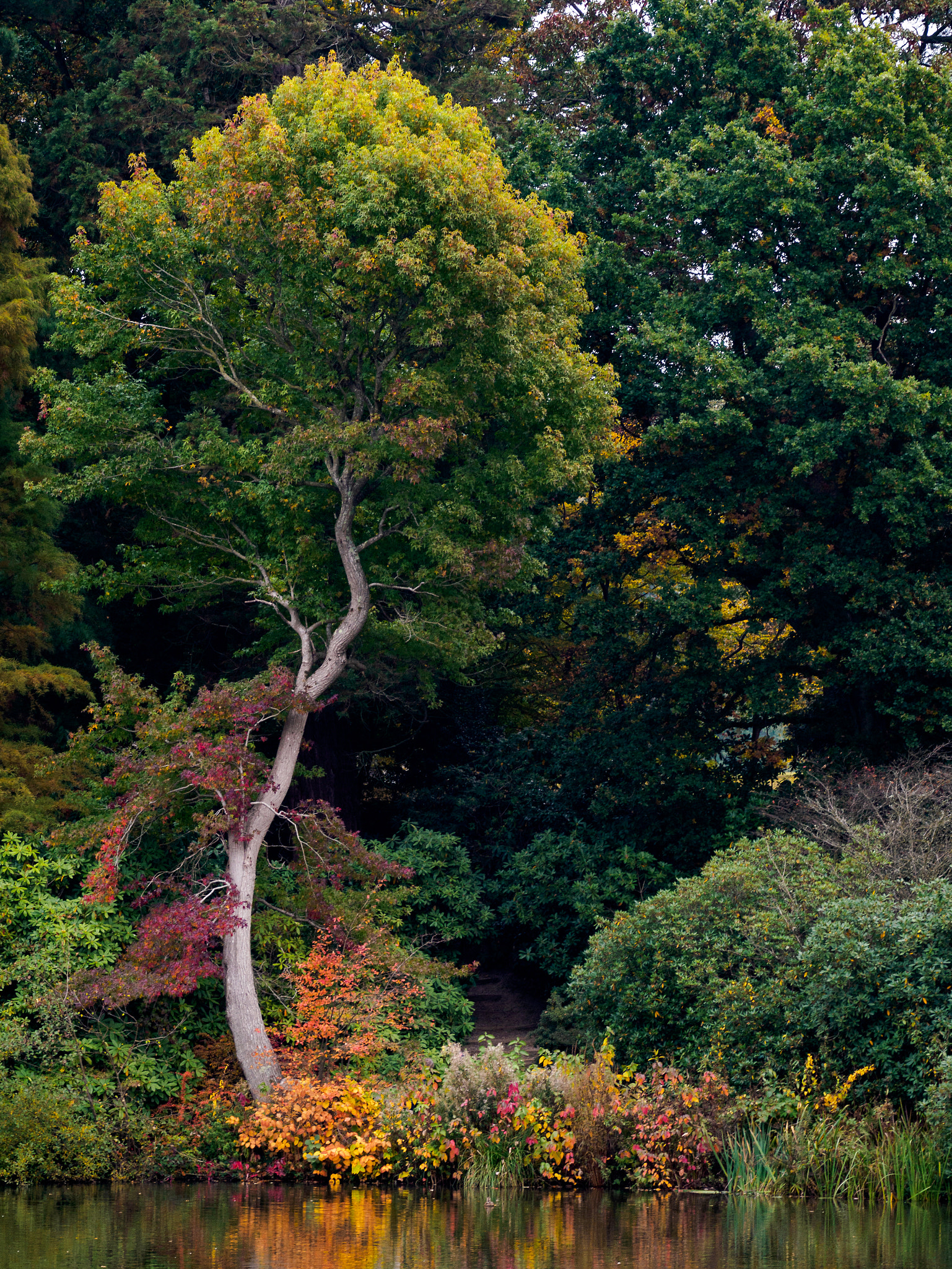 Olympus PEN-F sample photo. Tree leaves changing colour in autumn photography