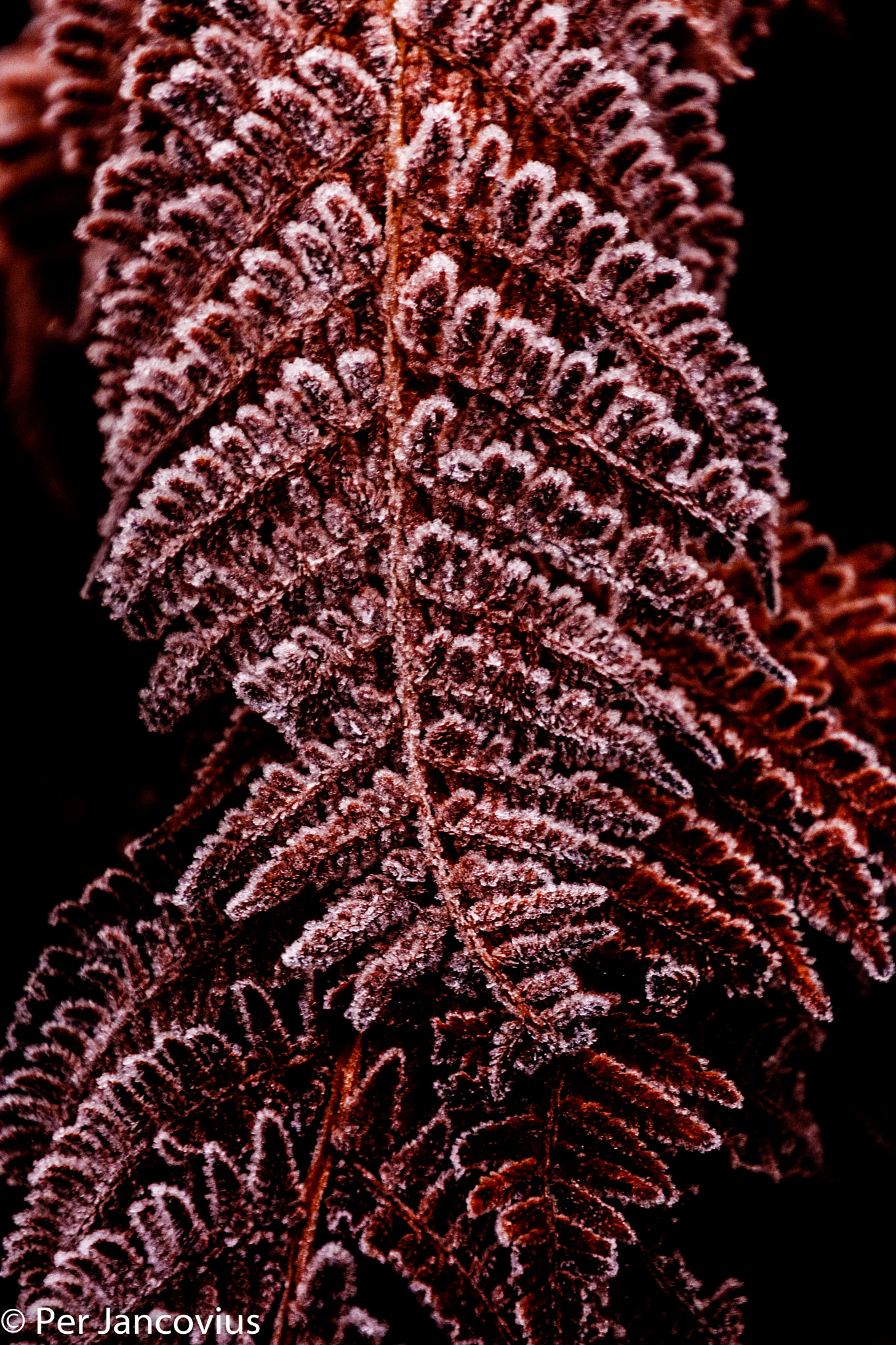 Canon EOS 40D sample photo. The first frost photography
